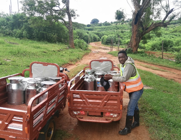 MILK COLLECTION BEGINS IN CHIPINGE