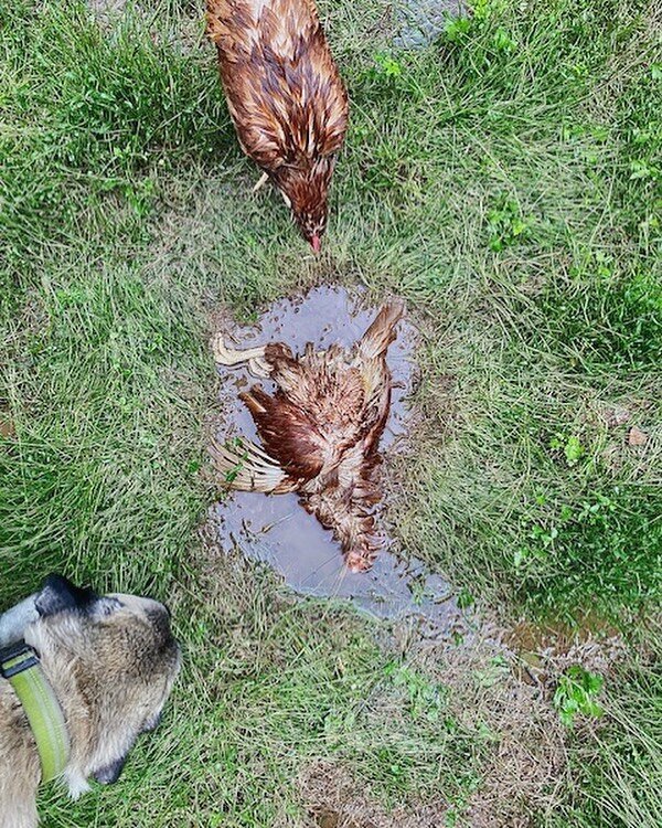Consider the Vulture

Can we have reciprocity in agriculture? 

New blog post, link in bio