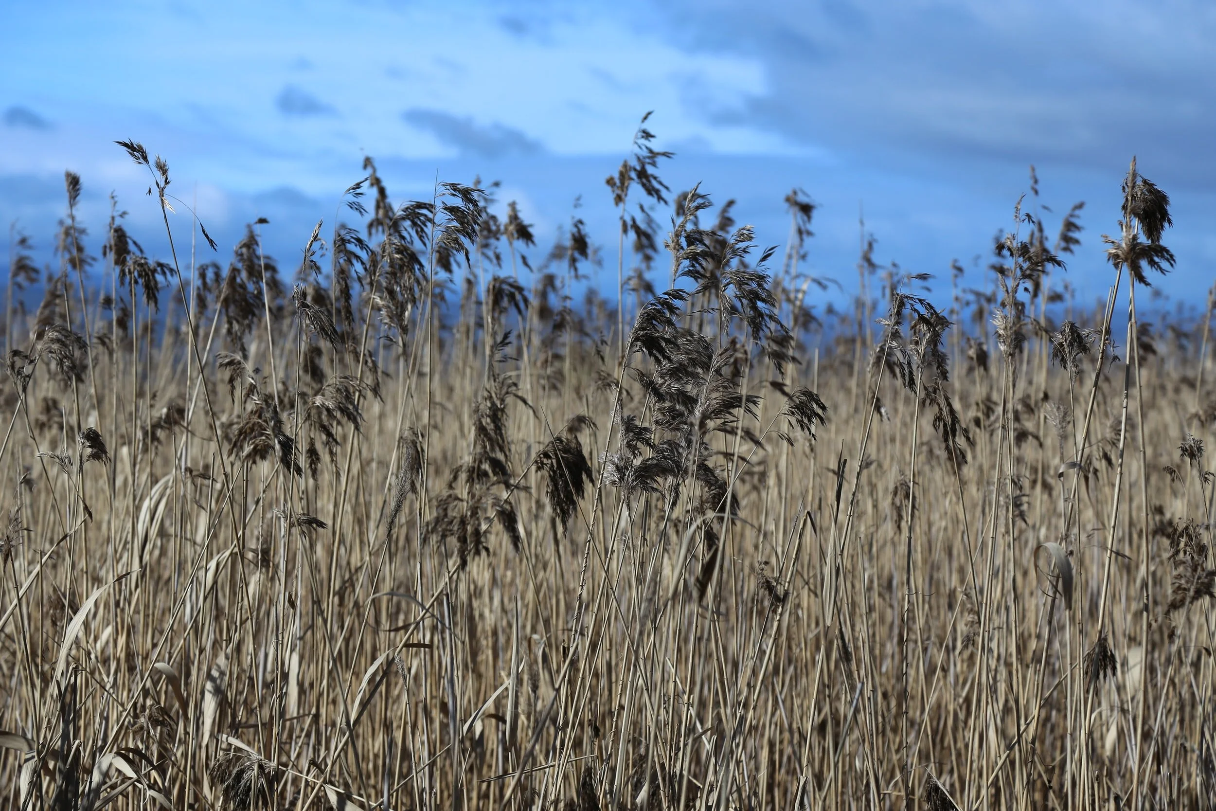 Gardening with Grasses