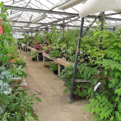 Unusual Plants 