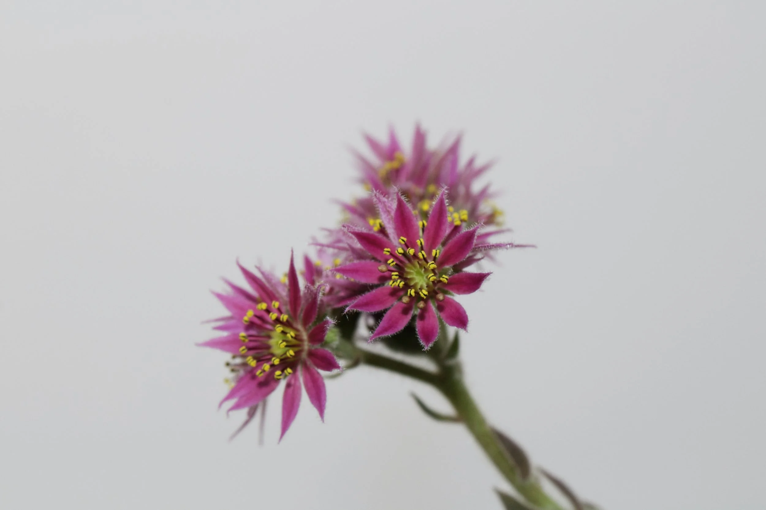 The World of Alpines