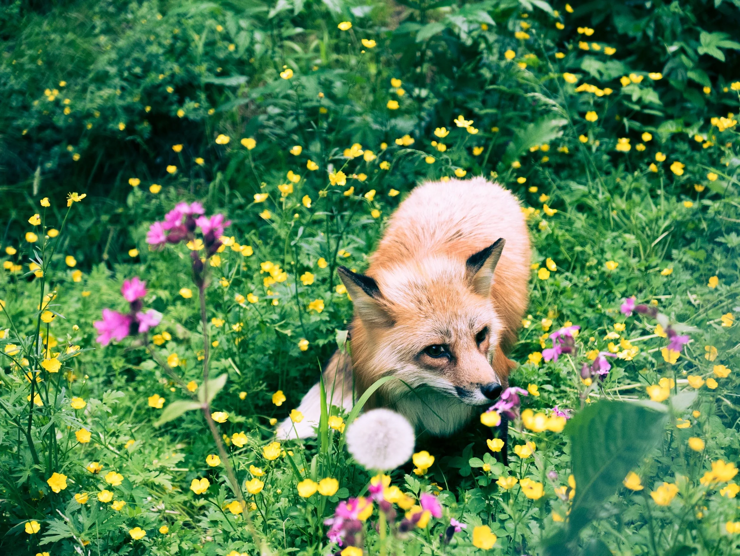 Gardening with Wildlife in Mind