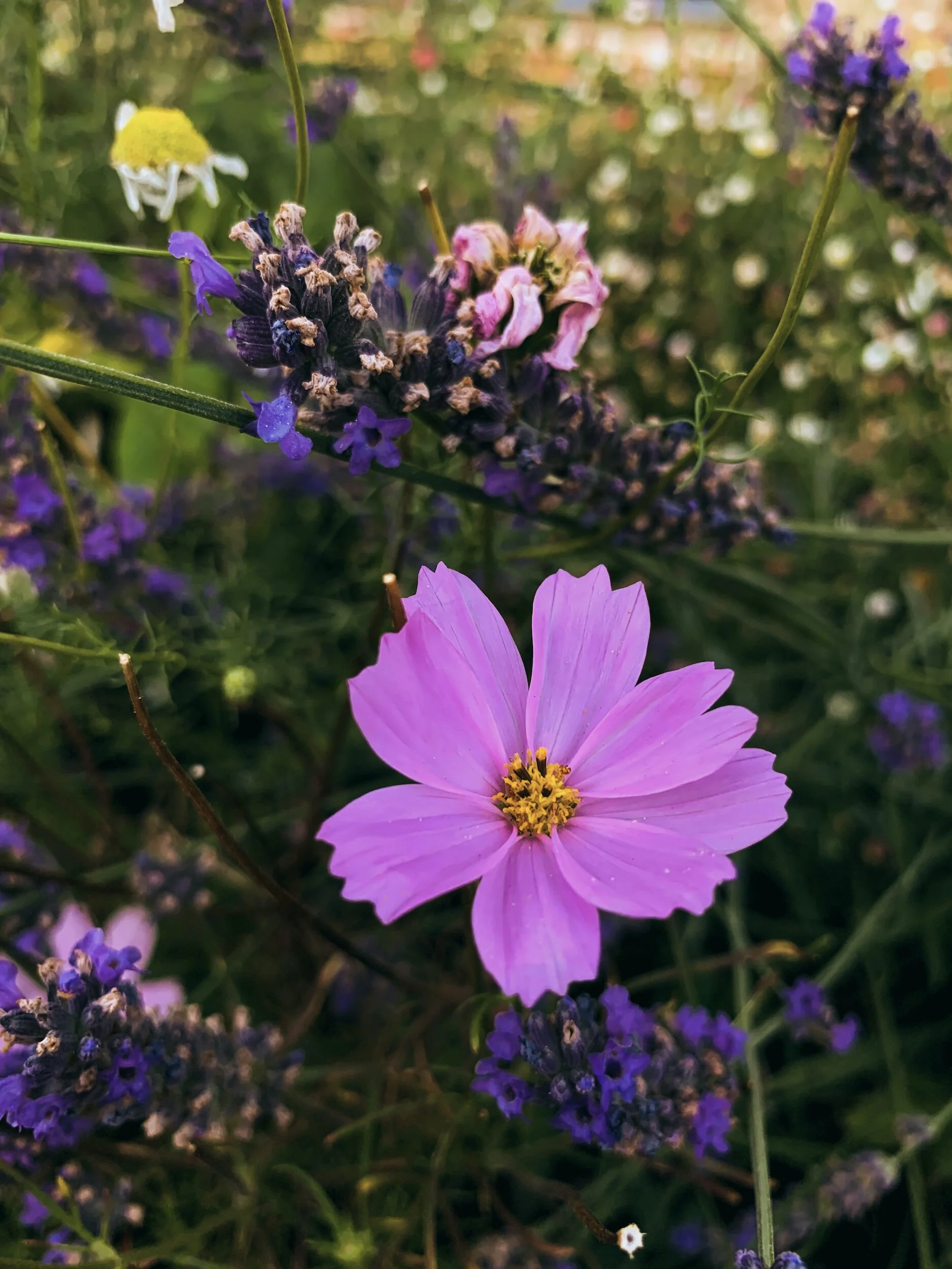 St Johns College Garden Visit