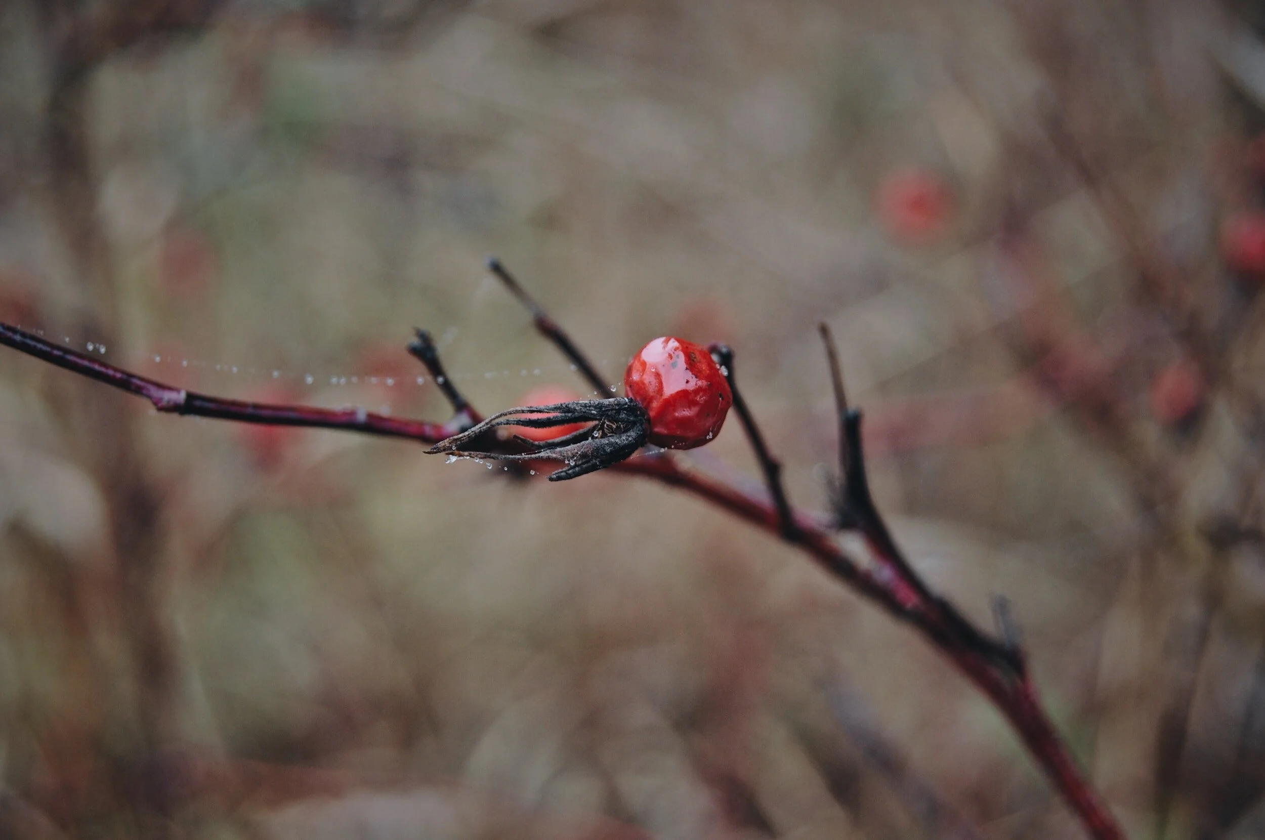 MEMBERSHIP APPLICATION — Chesterton Garden Club