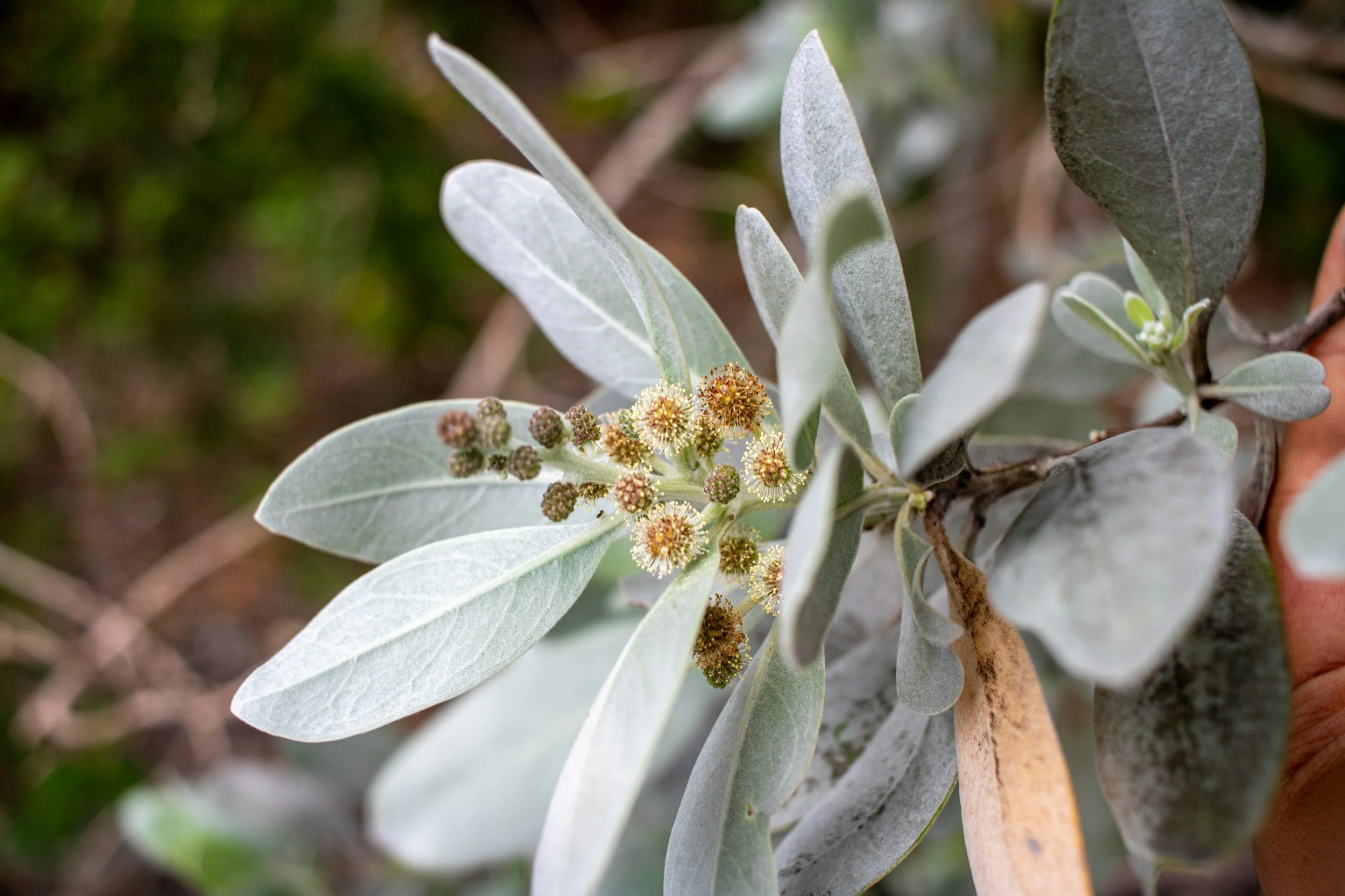 Unusual Trees for Small Gardens - Keith Sacre