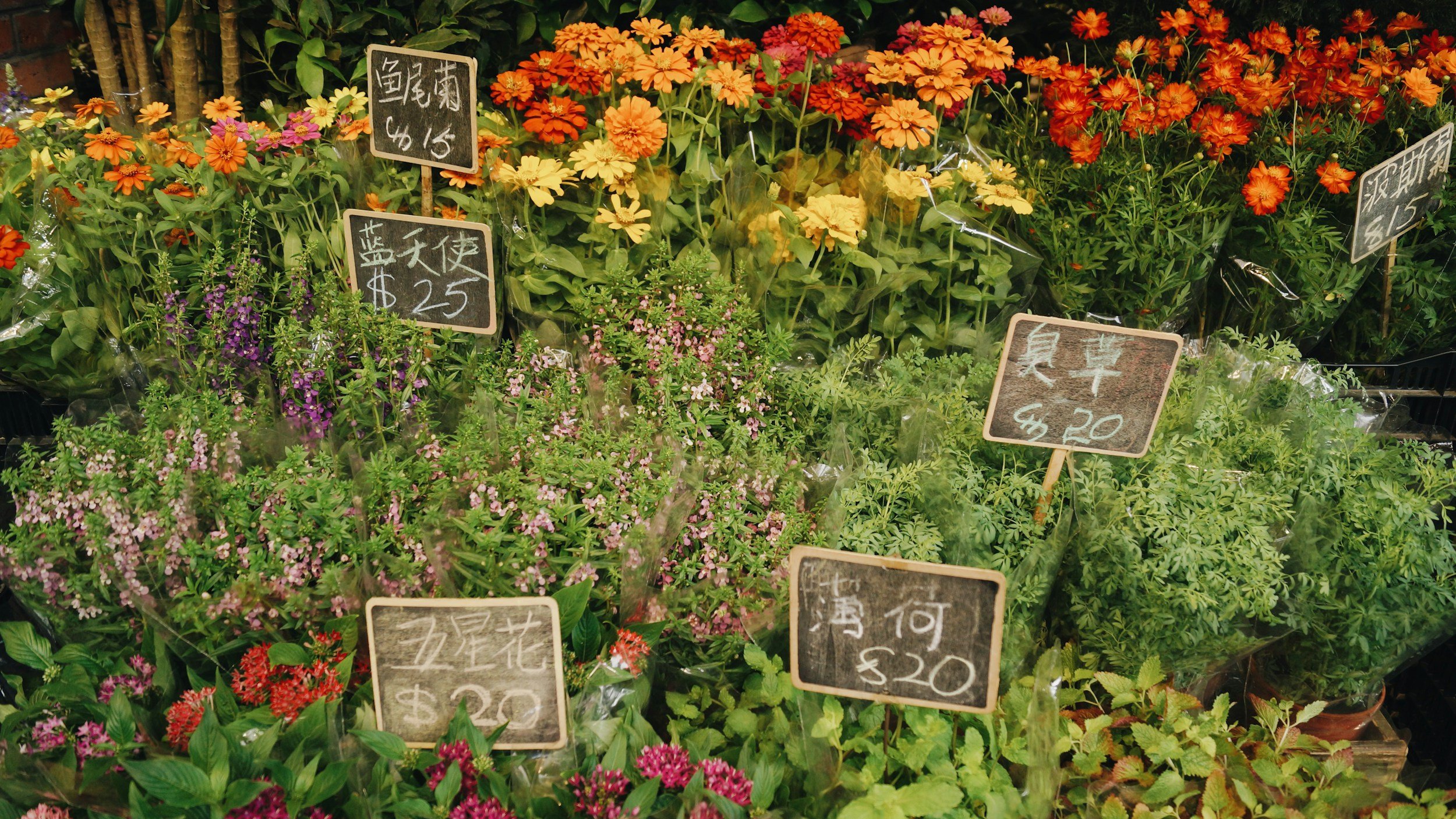 Plant Sale