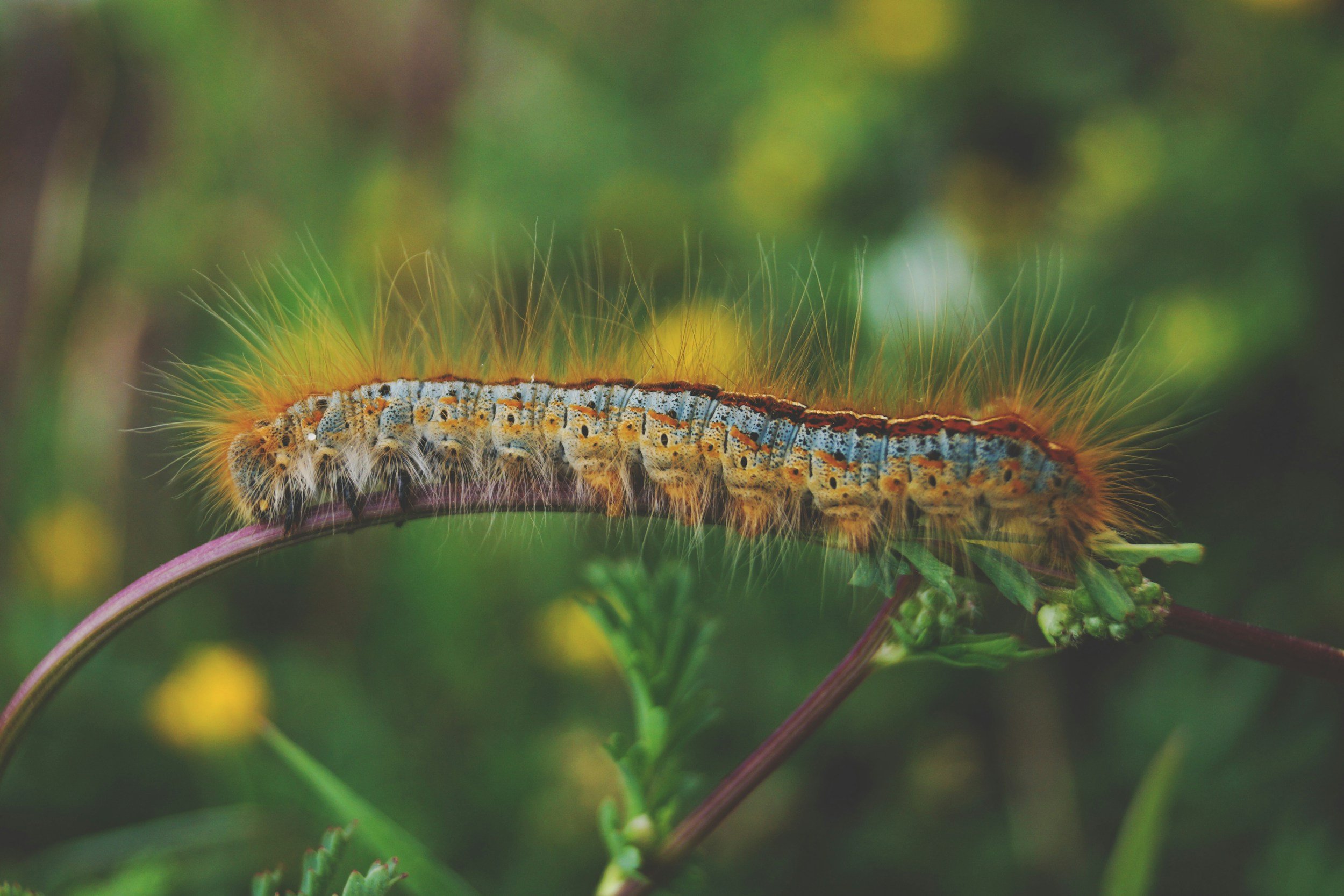 'A garden bug': cohabit, conserve or control?