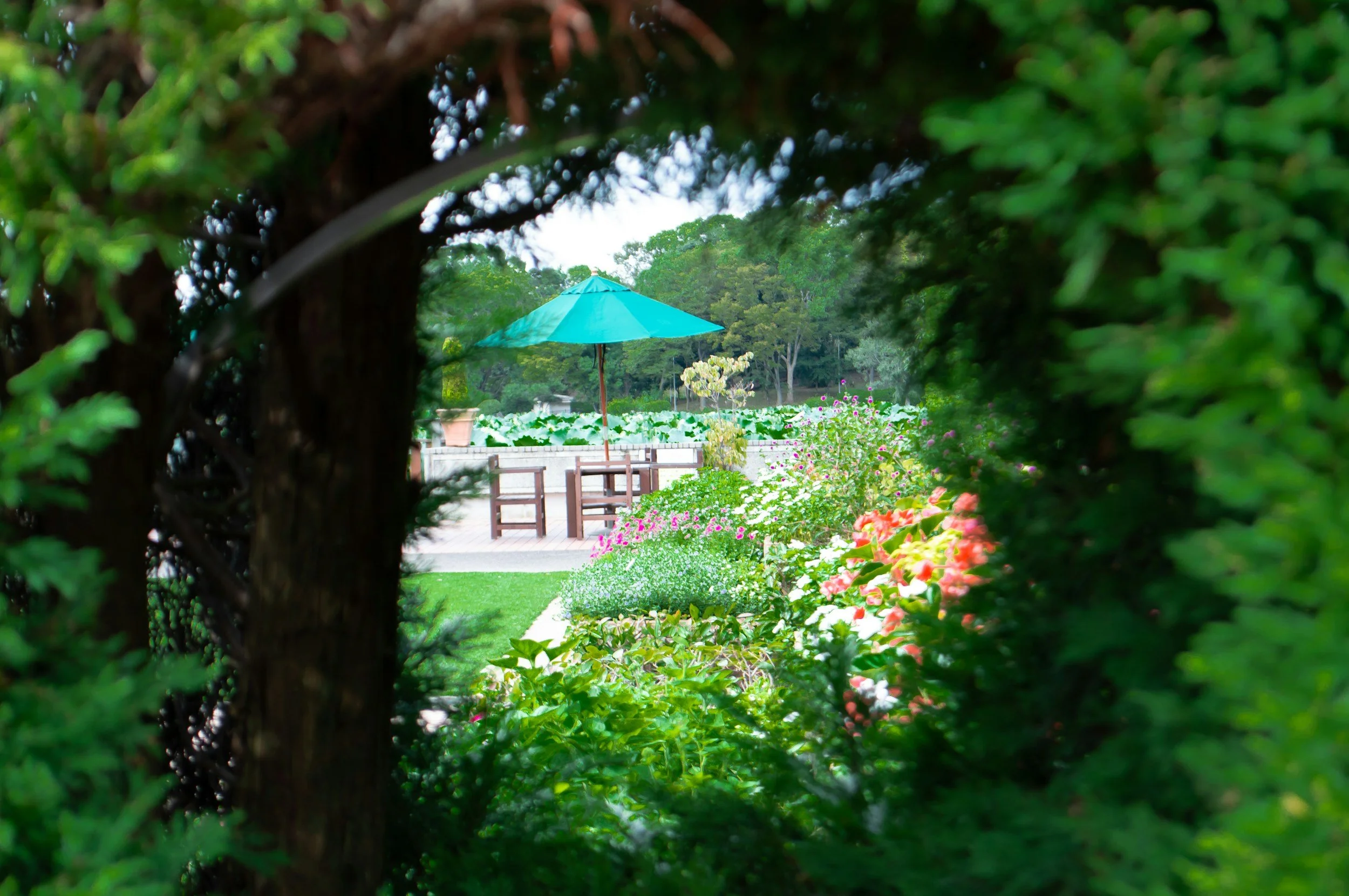 Club social - open garden and coffee morning