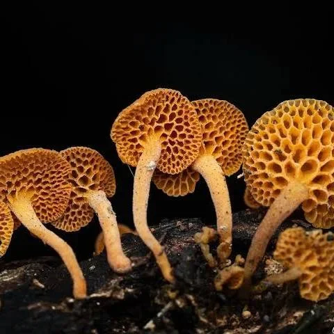 Fungi in an ever changing world