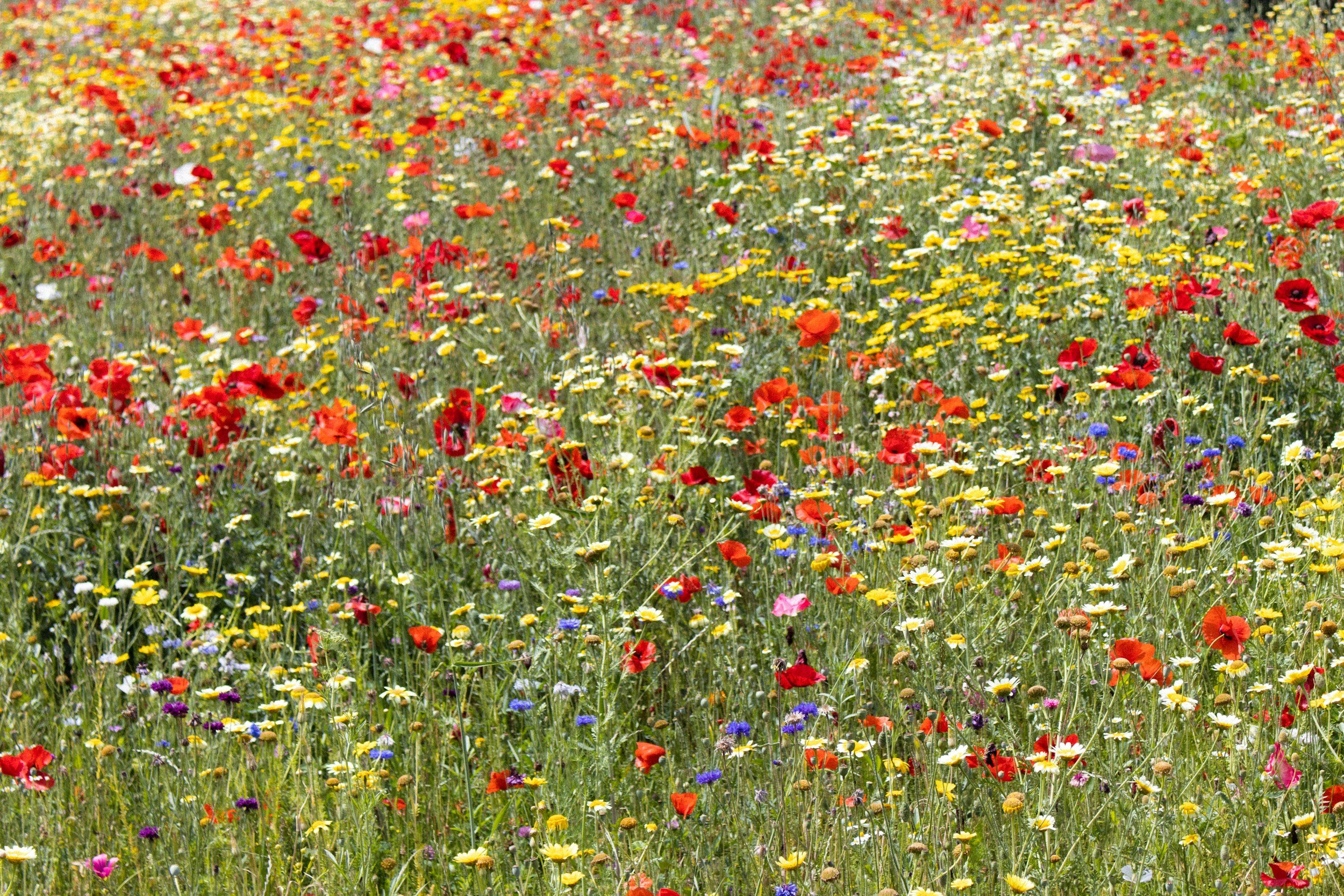 The Origins of Traditional Wild Flower Names