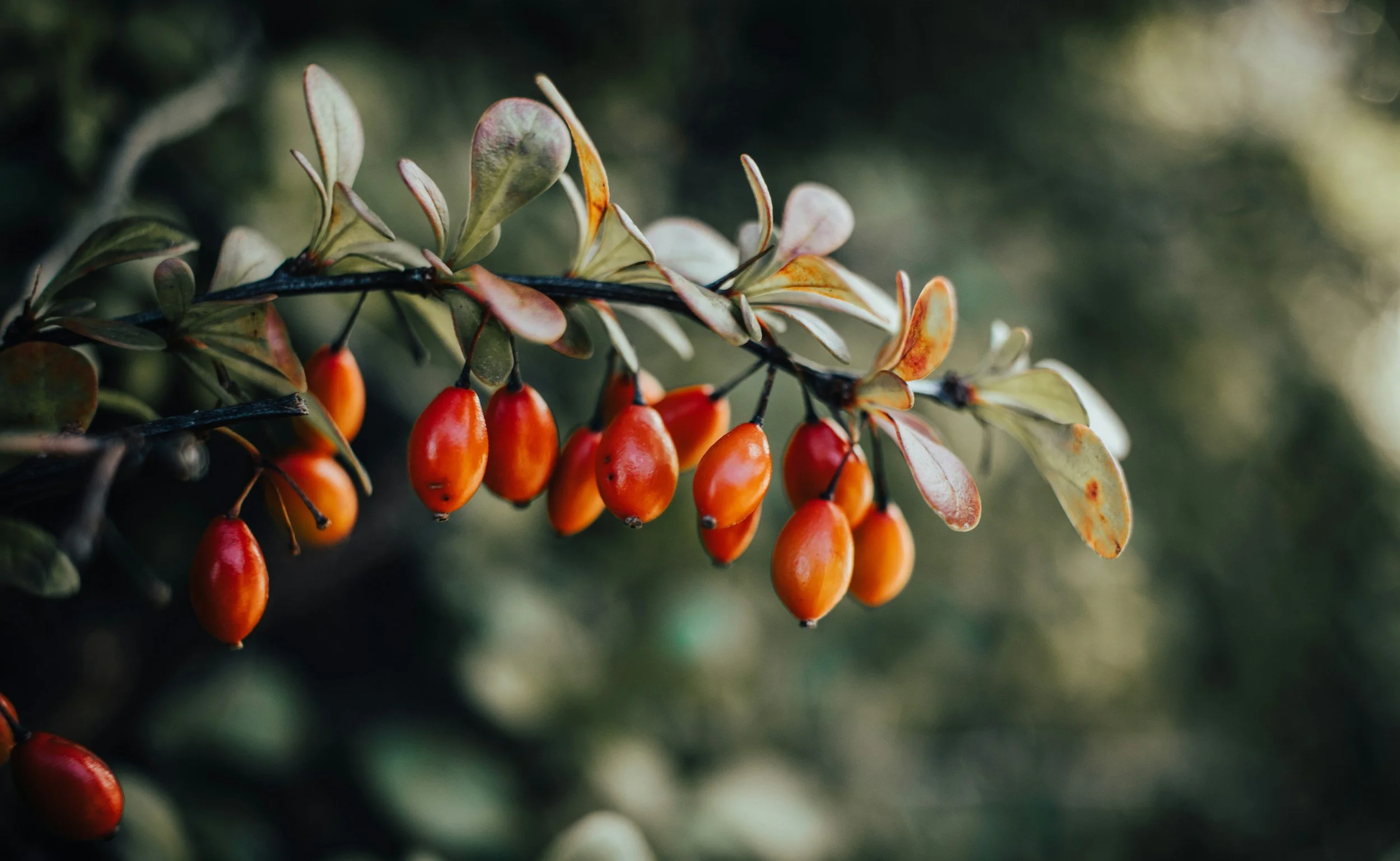 unsplash-image-KIJZZsTk1SI.jpg