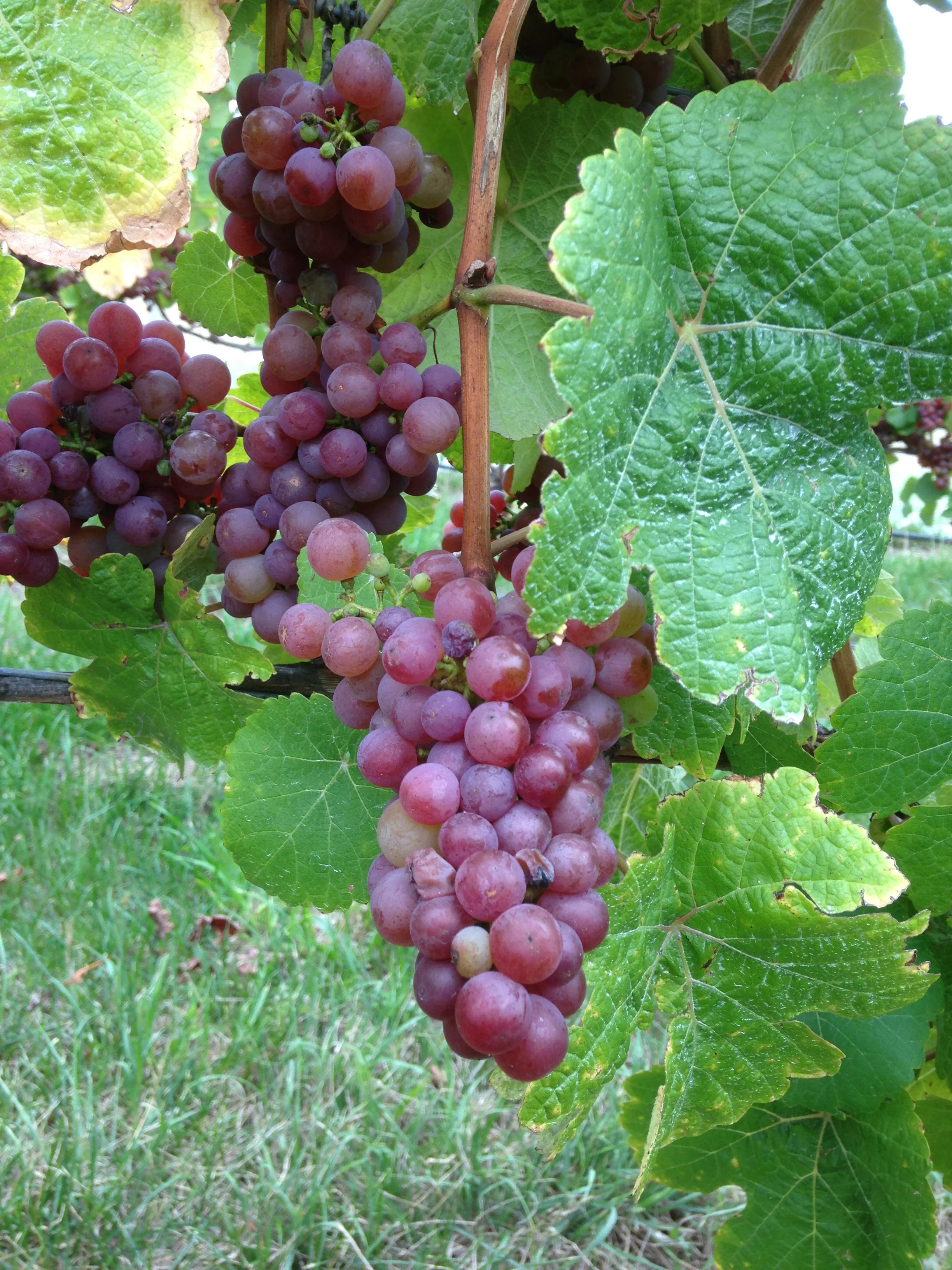 Julian Ball - image (5).jpeg