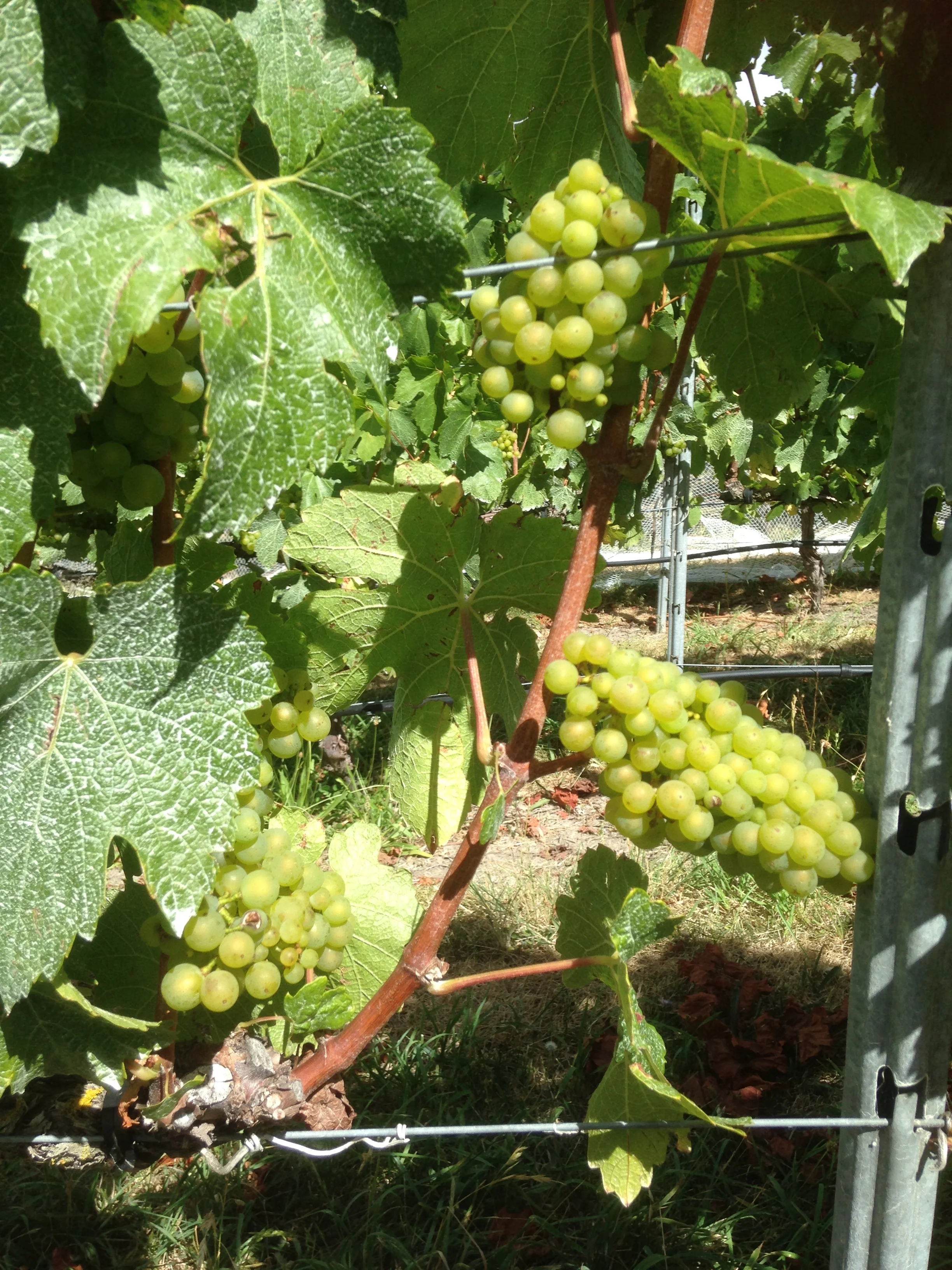 Julian Ball - image (3).jpeg