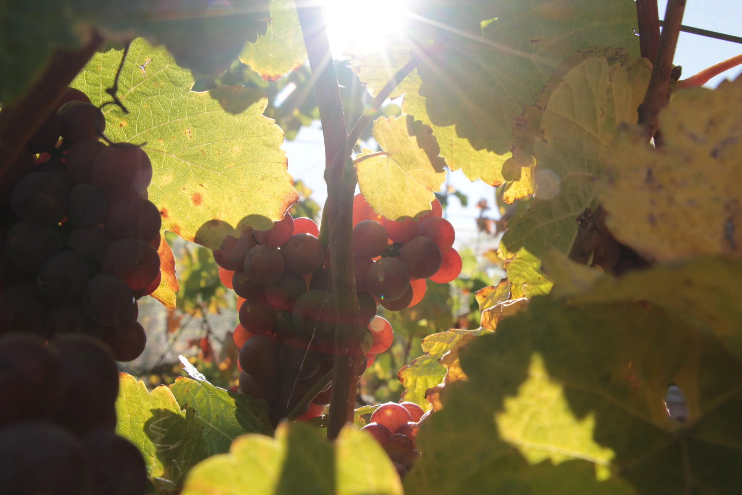 julian ball - IMG_3123.JPG