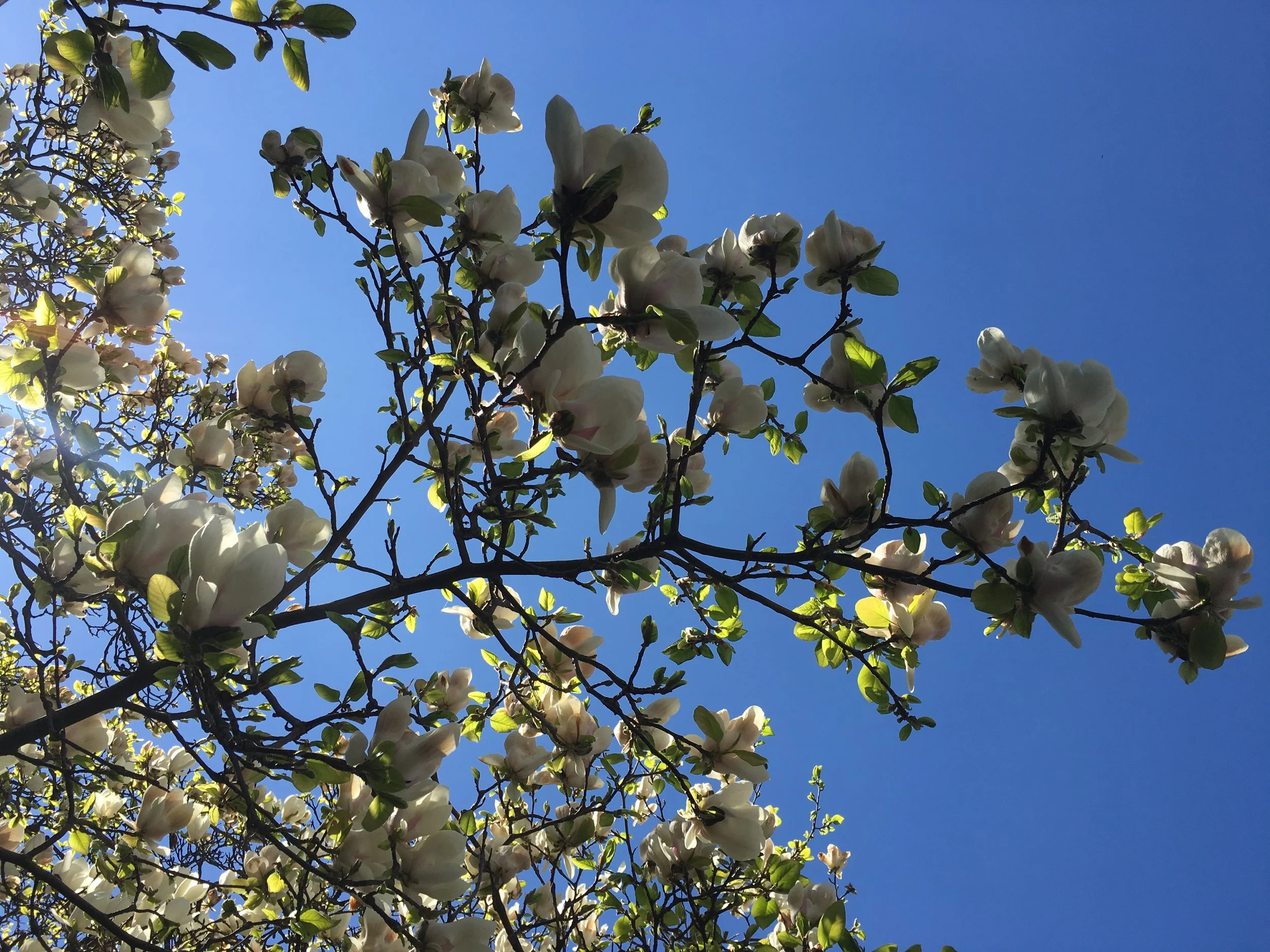 En Wäg zu meh Dankbarkeit 