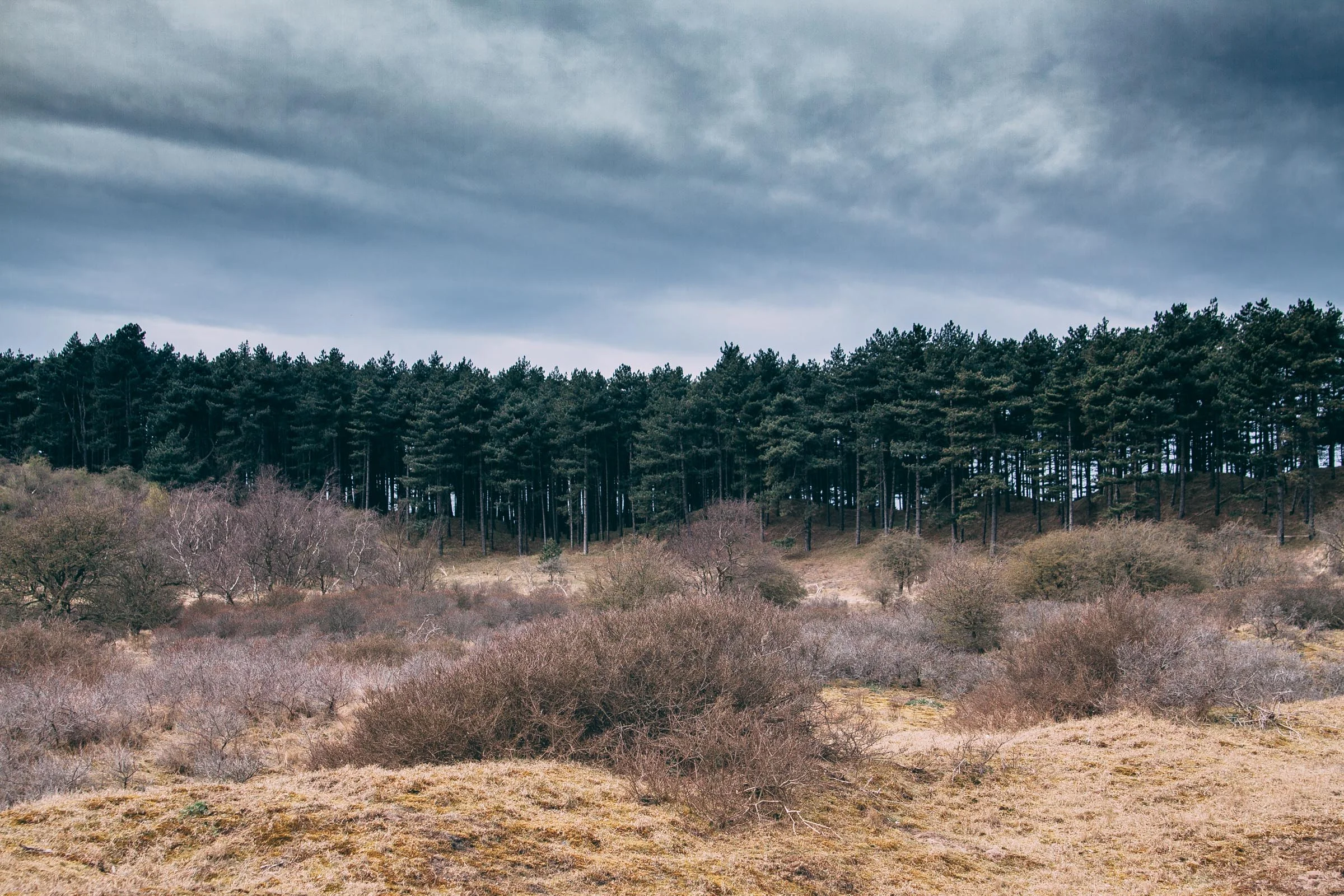 Nationaal Park Zuid-Kennemerland , The Netherlands 2012