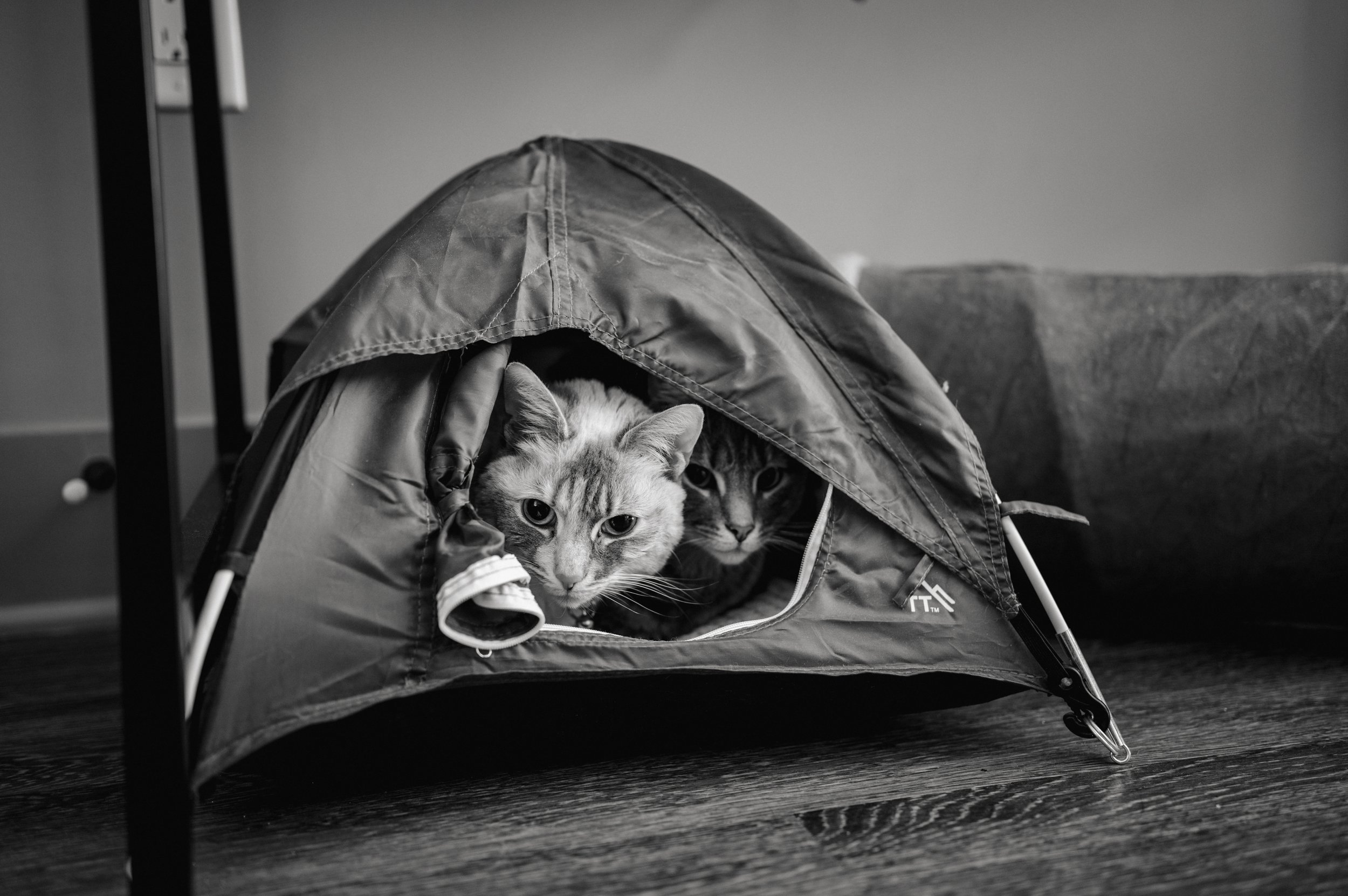 DSC_4473.JPG