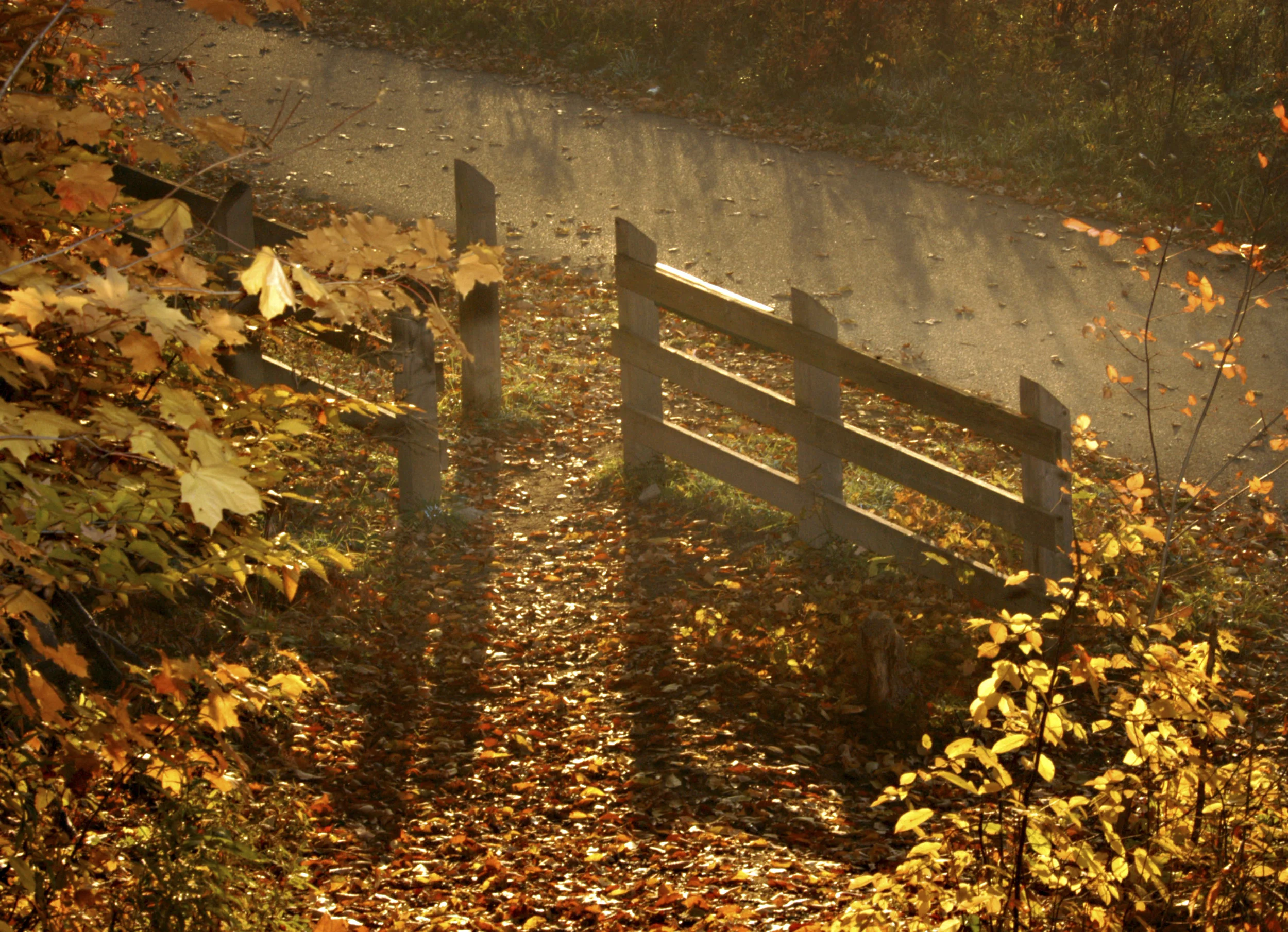 Fall at the Humber Arbouretum.jpg