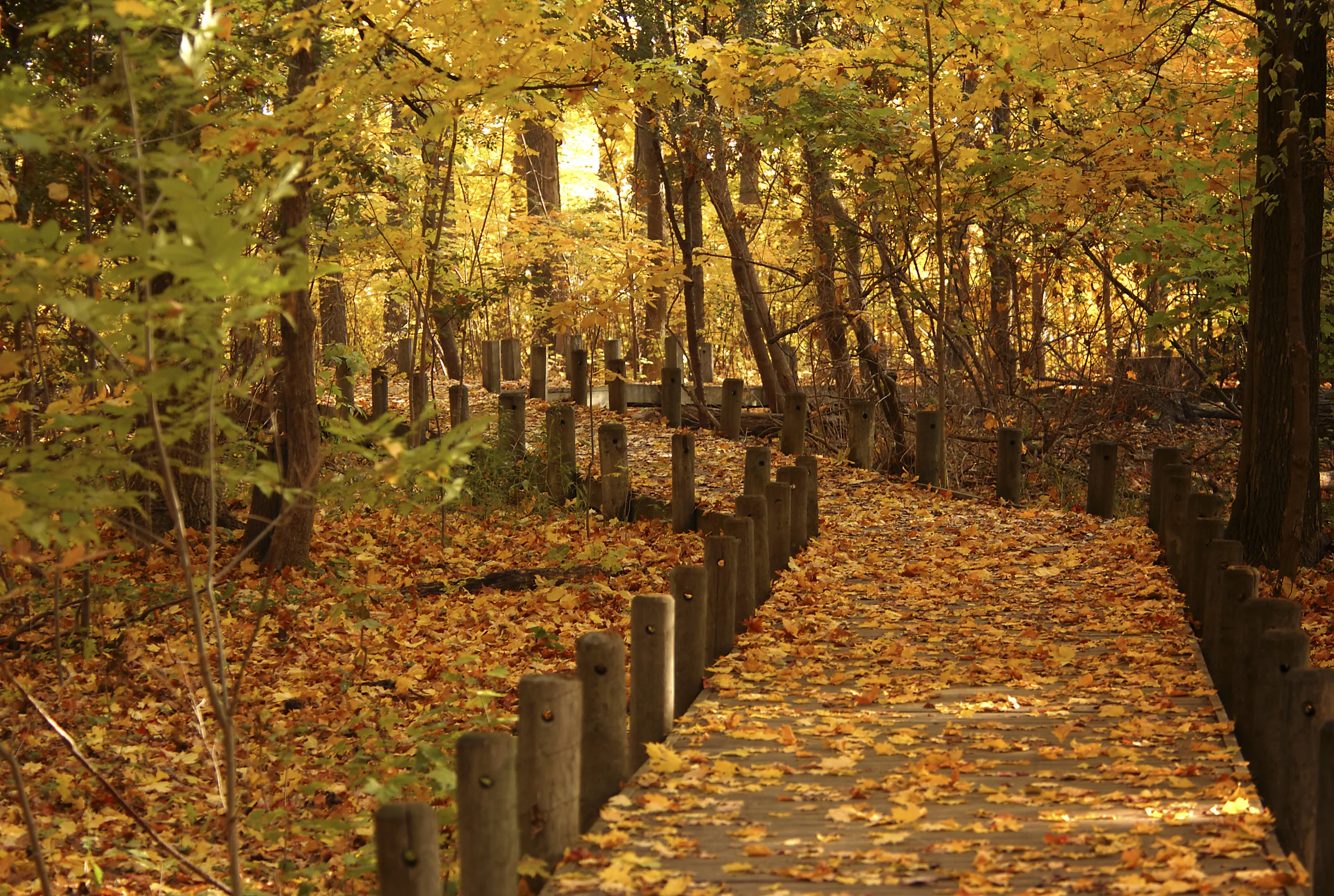 Humber Arbouretum in Fall.jpg