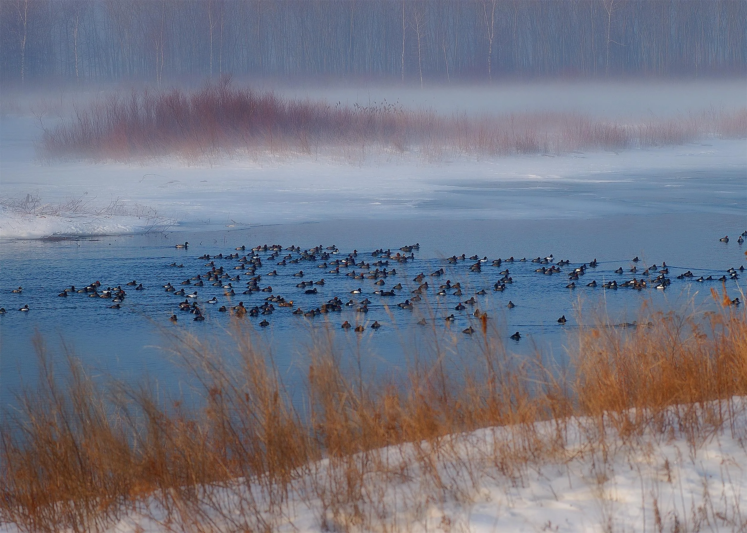 Duck Pond.jpg
