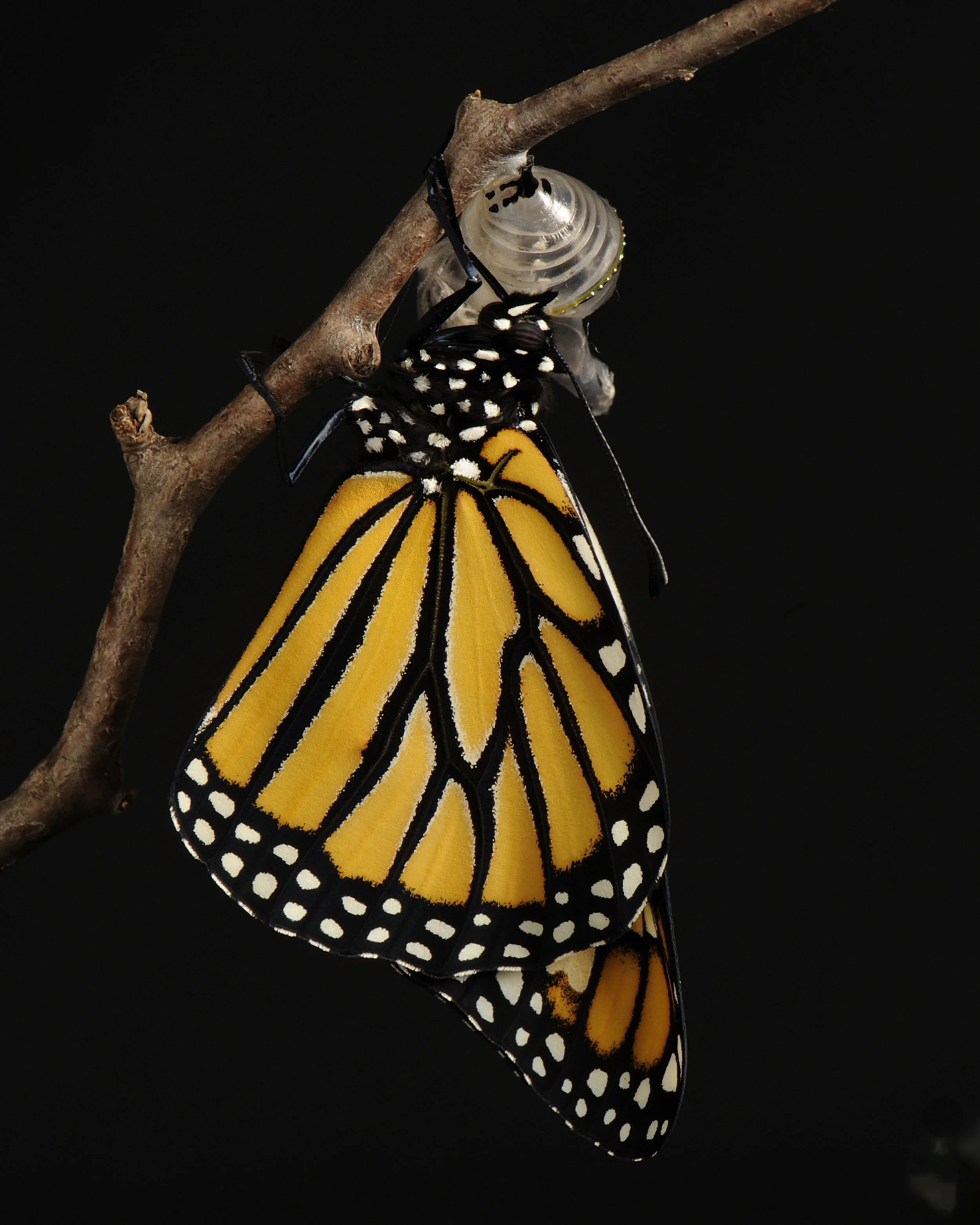 Monarch_0014.jpg