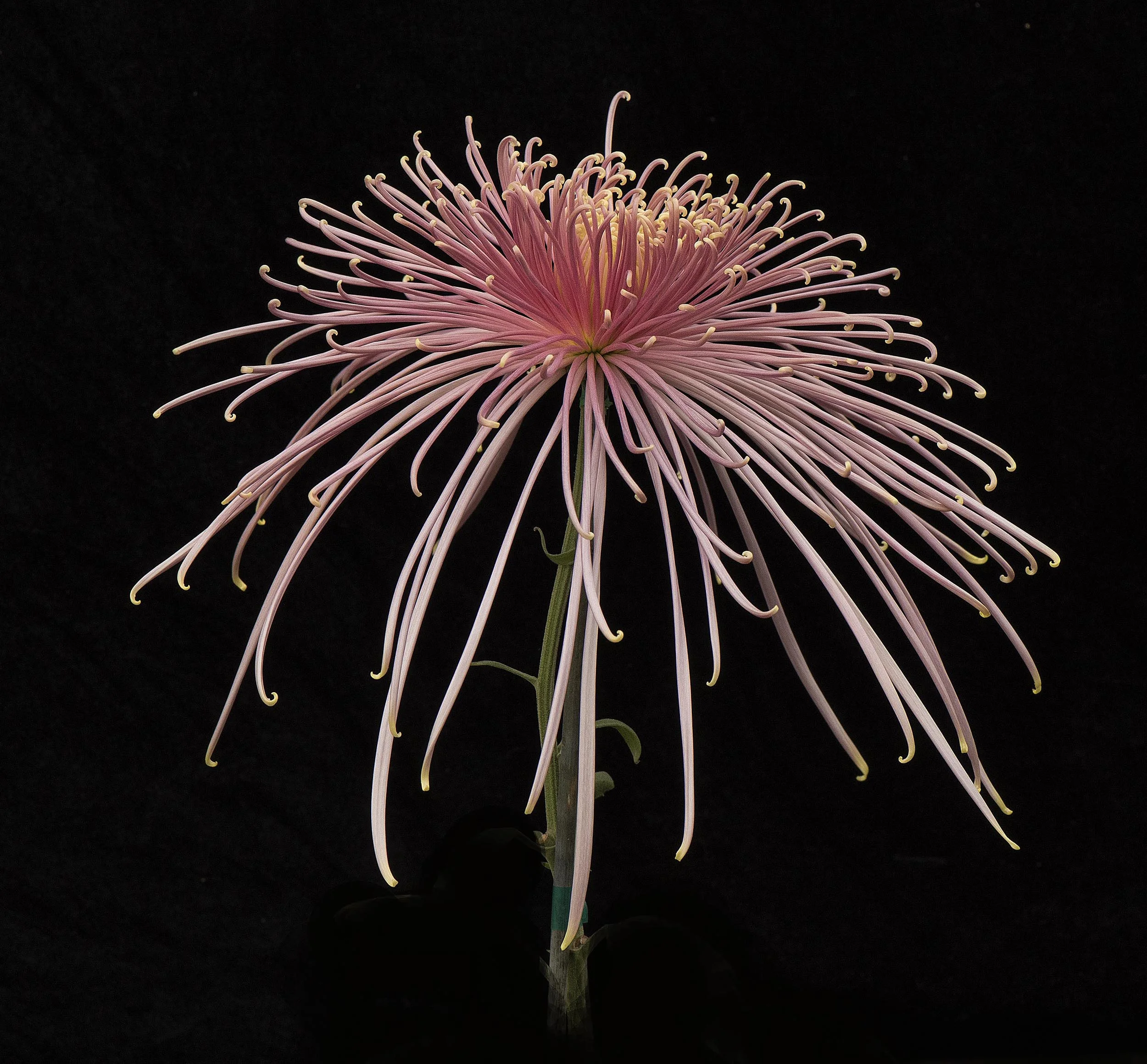 Flower.jpg