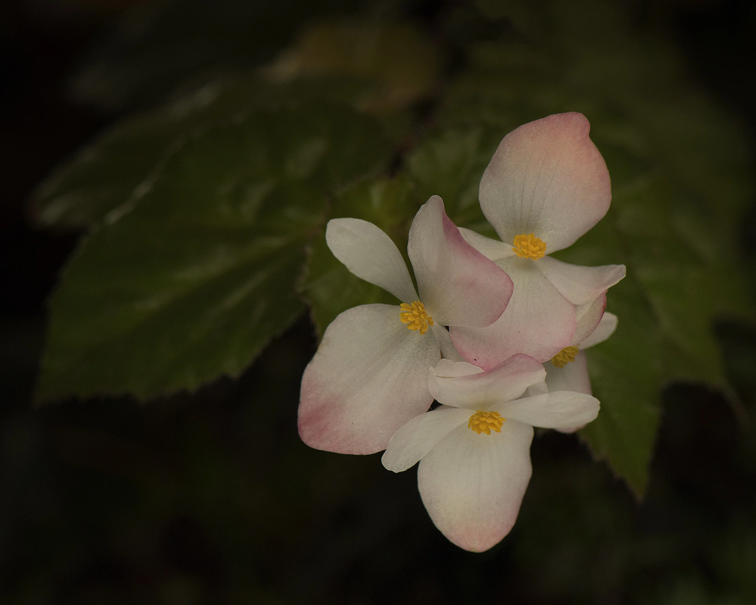 White Flower.jpg