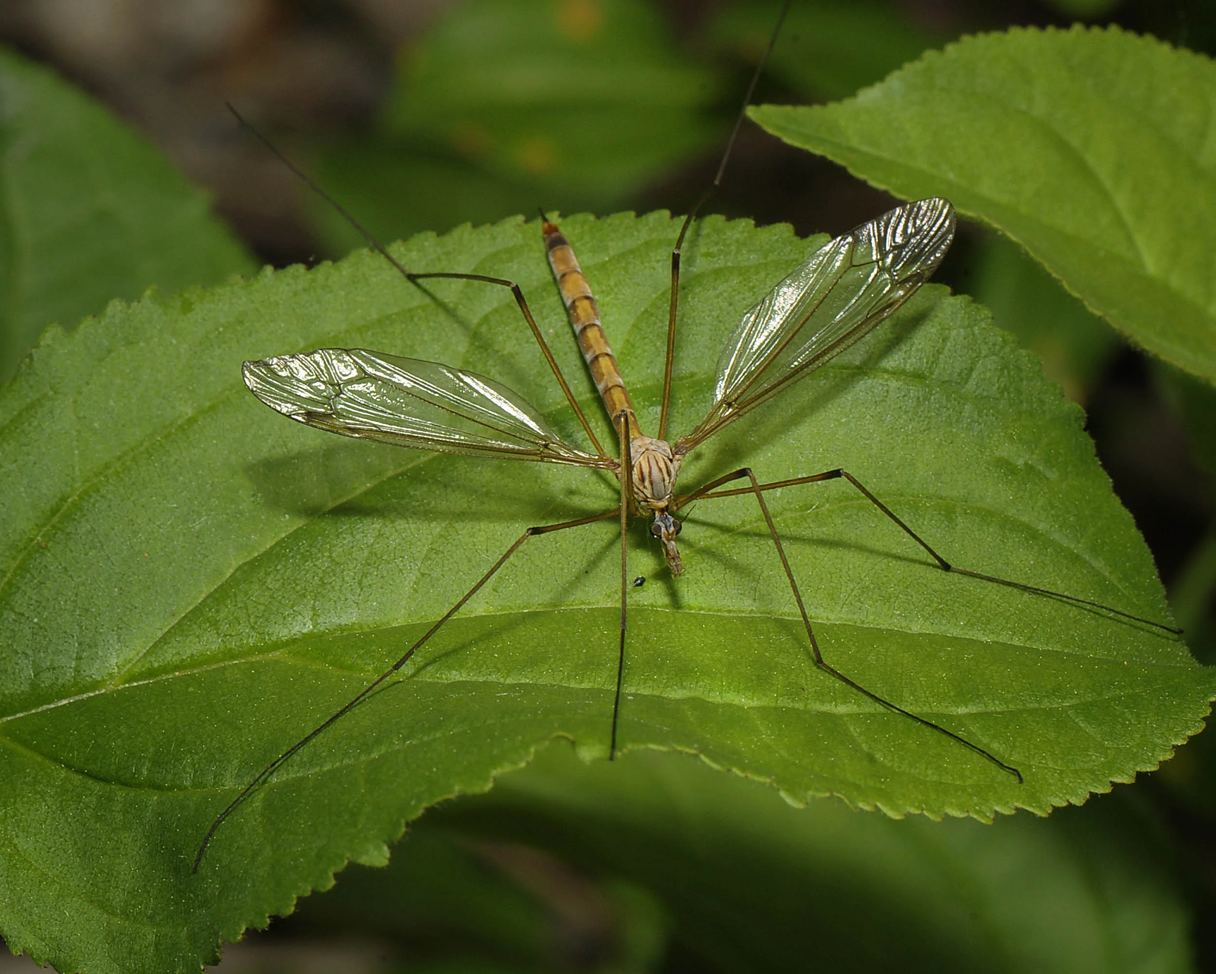 bug004.jpg