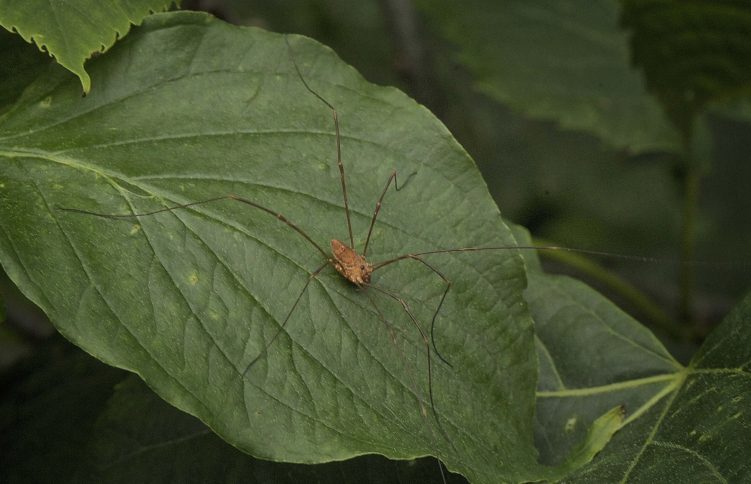 Daddy Long Legs.jpg