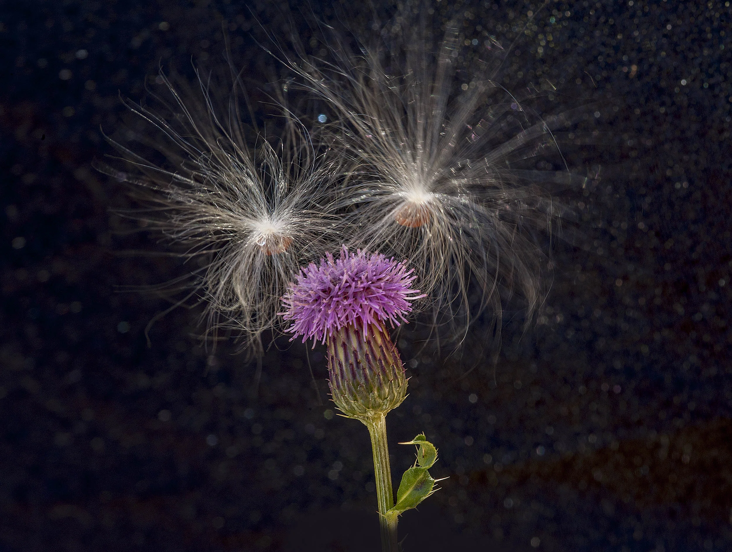 flower_DSC9125.jpg