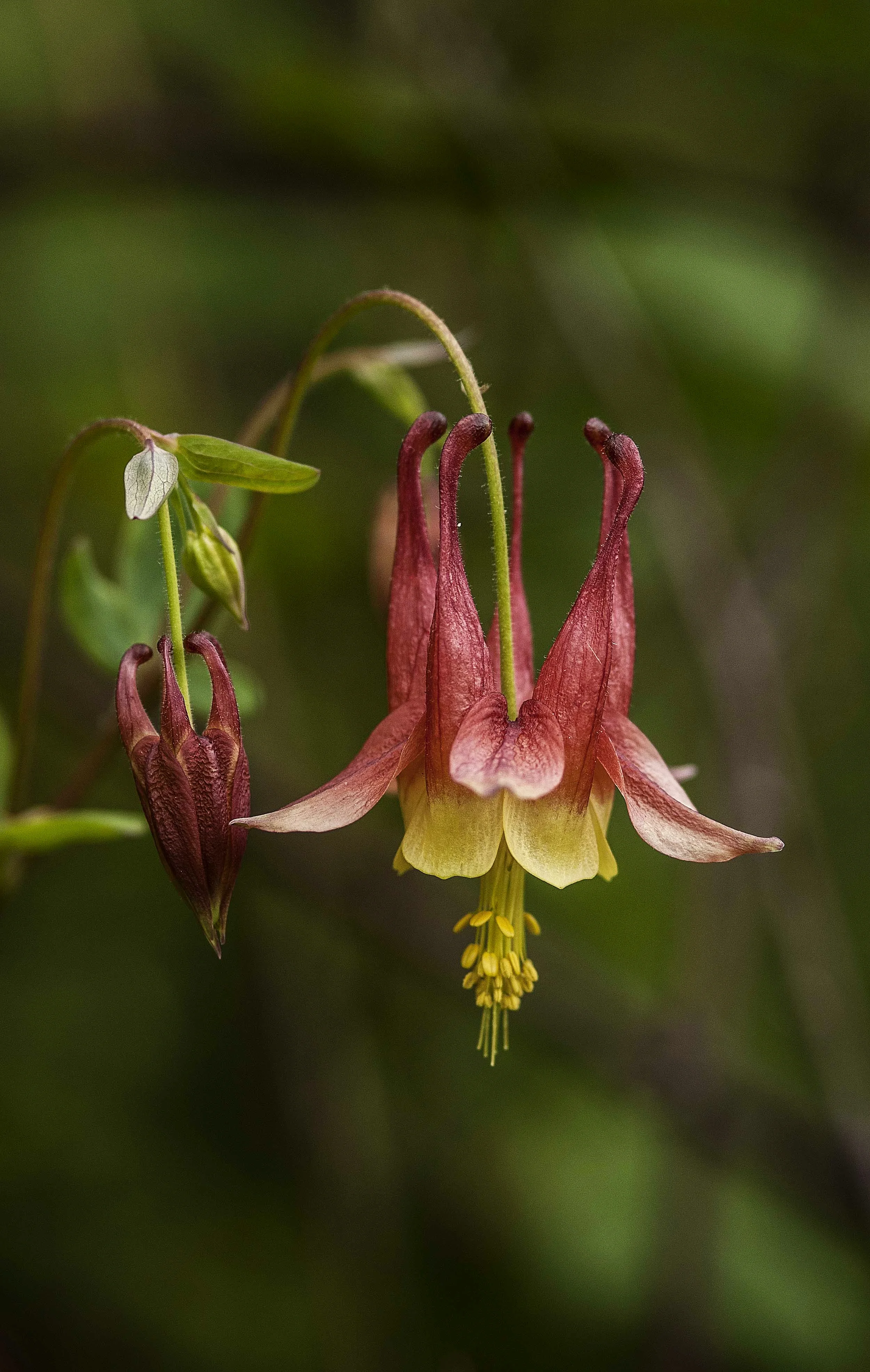 flower_K1C5618.jpg