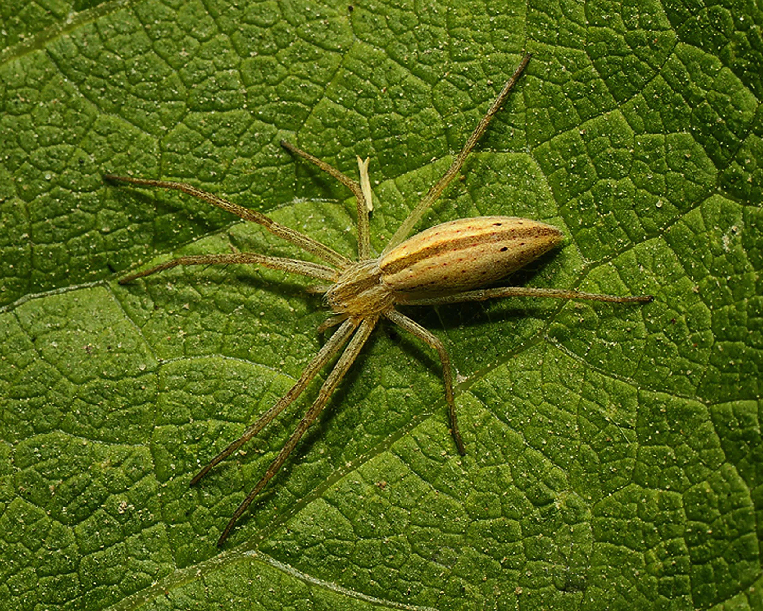 Spider-x.jpg