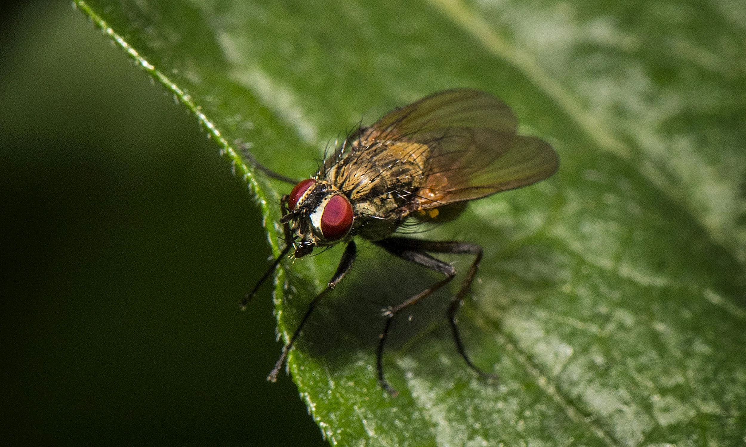 FlyDSC_6101.jpg