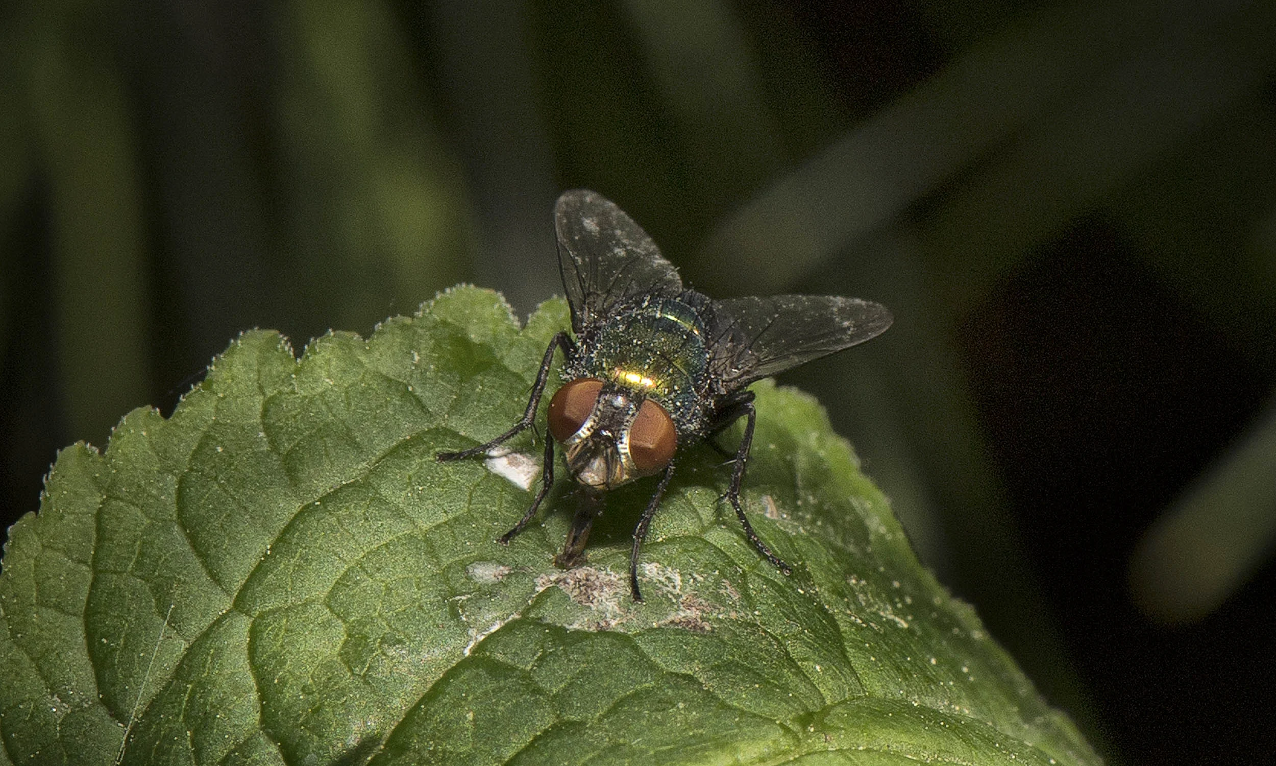 FlyDSC_6189.jpg