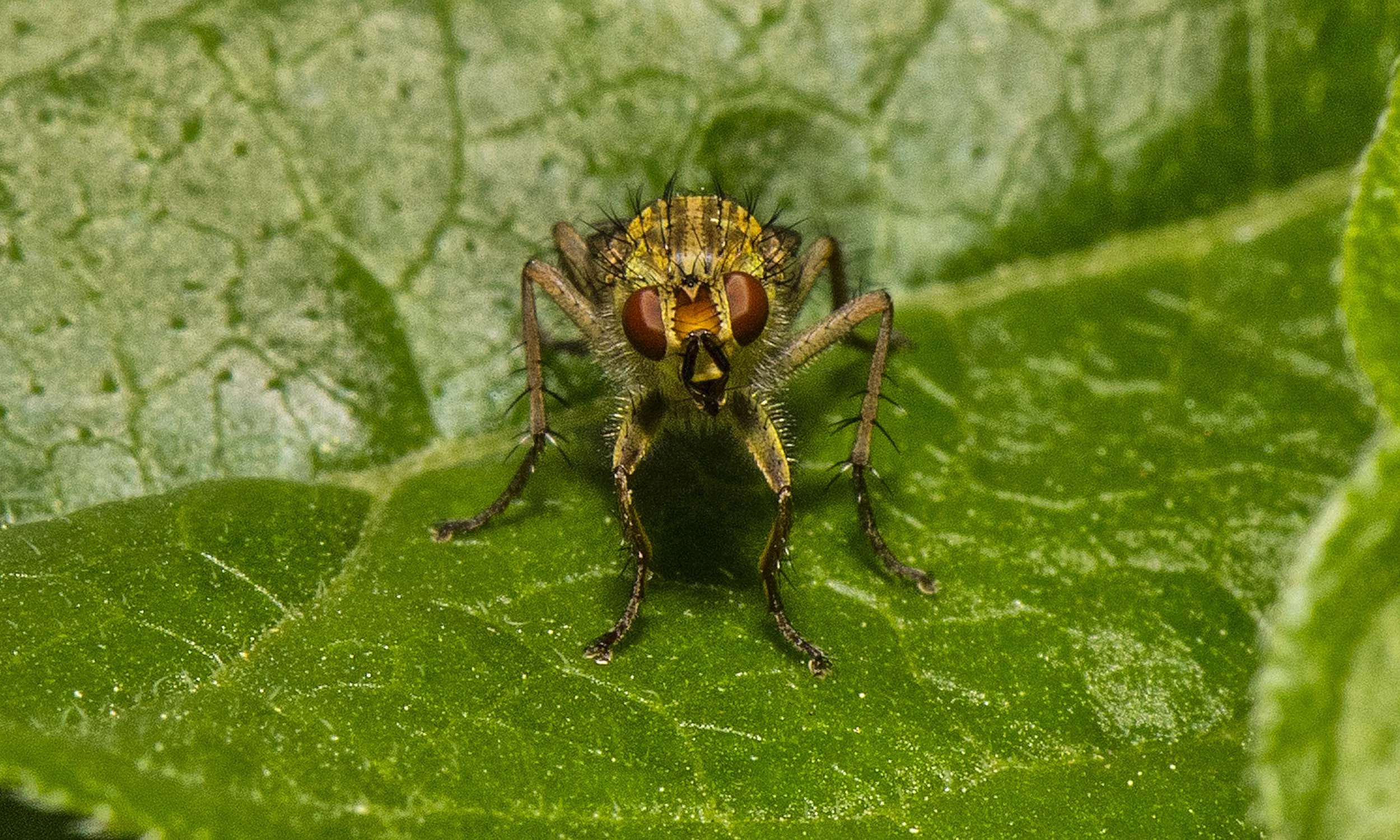Bug-DSC_6220.jpg