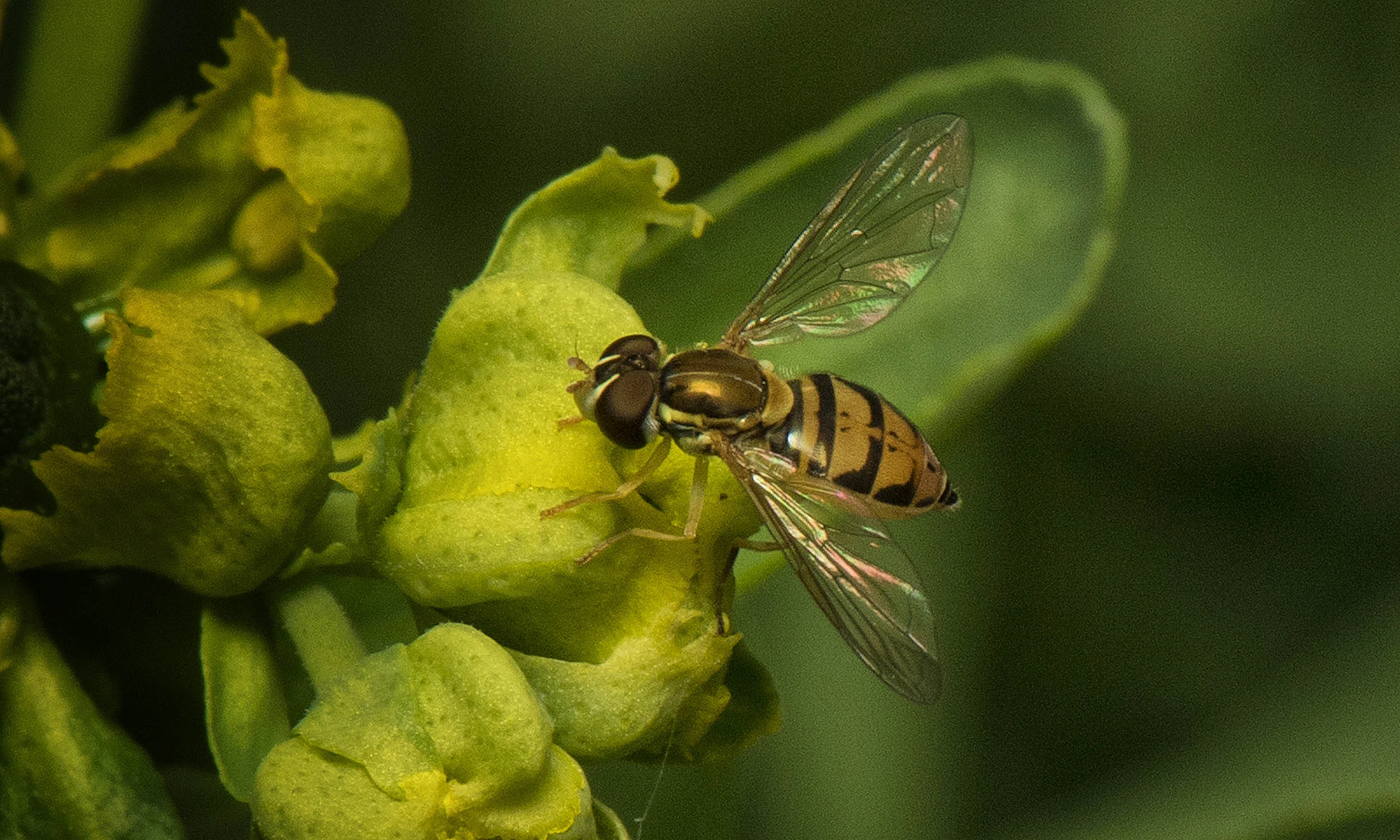 Hover flyDSC_6335.jpg