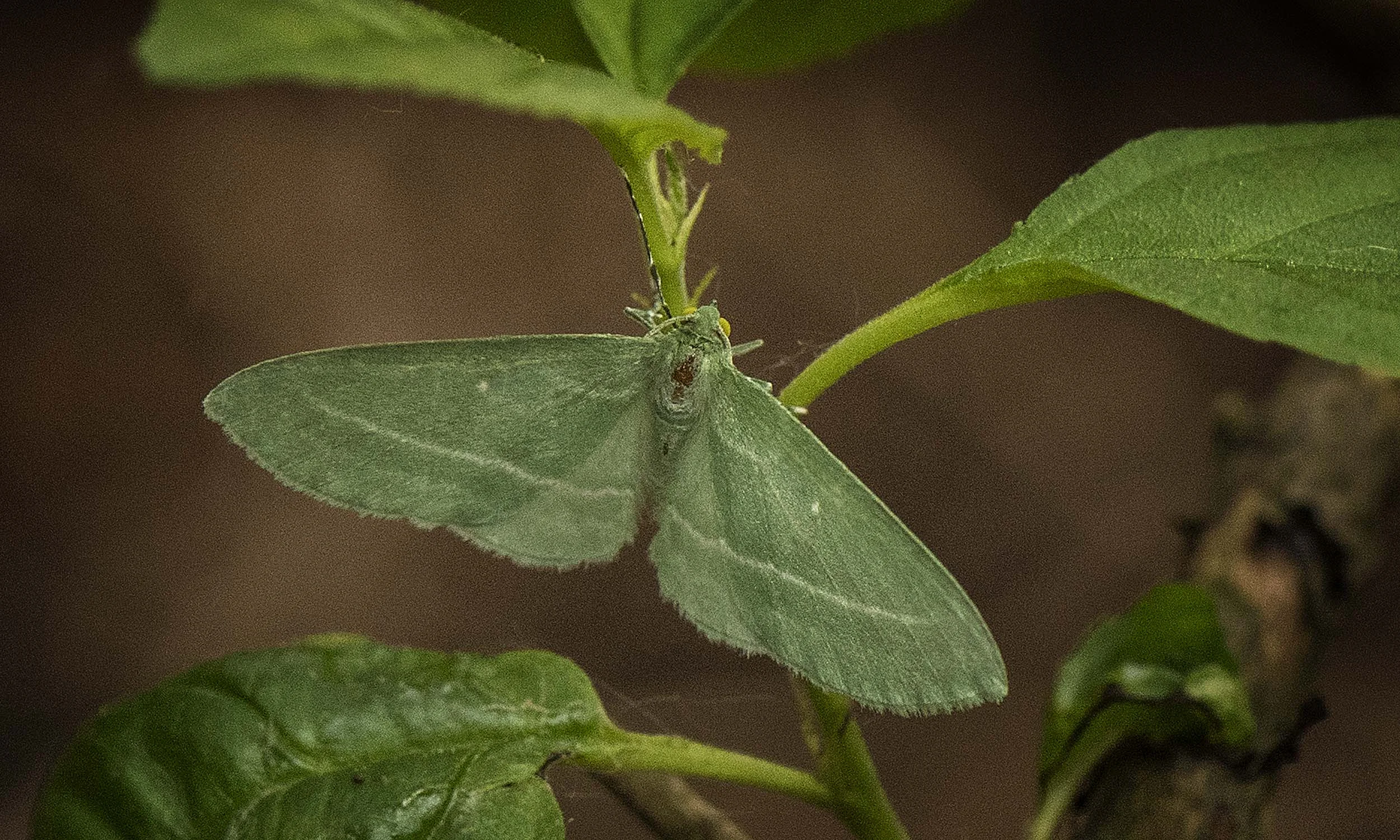 MothDSC_6281.jpg