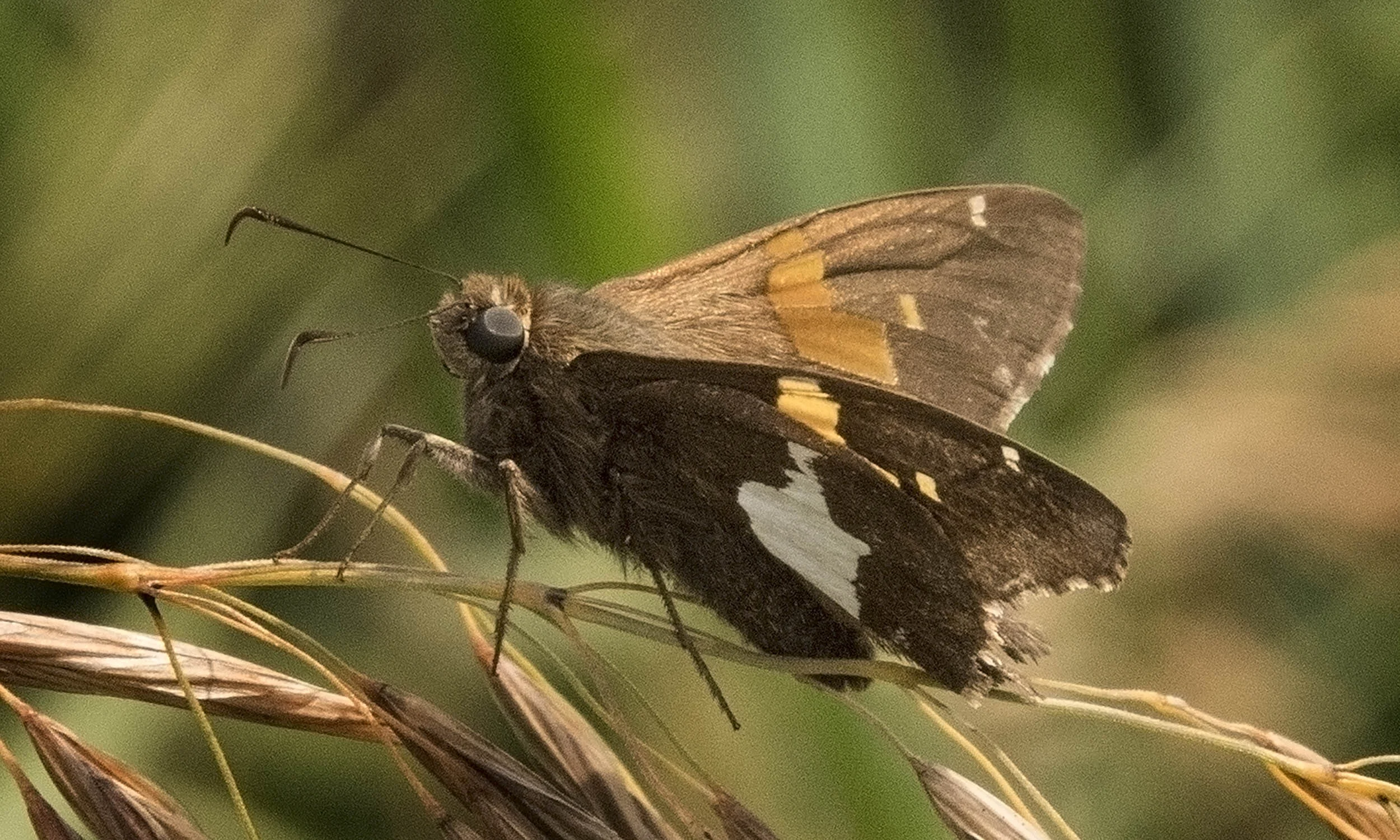 SkipperDSC_7812.jpg