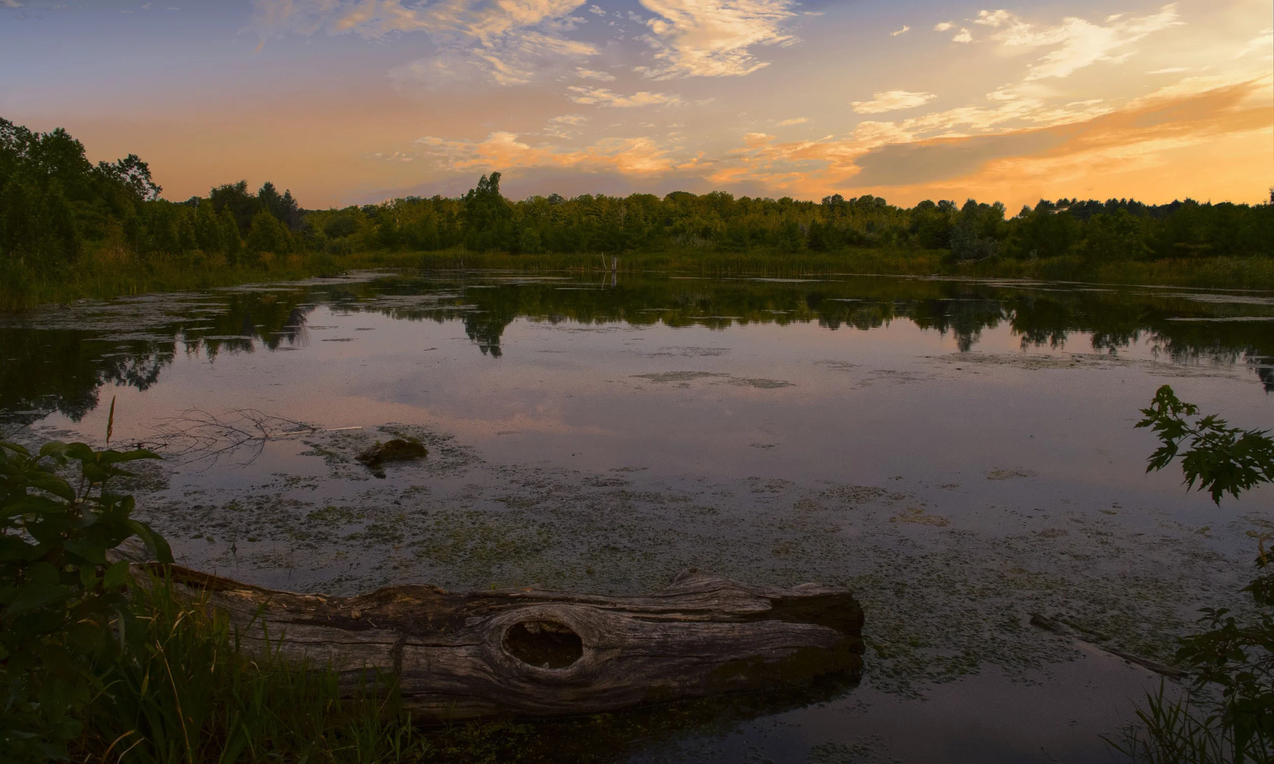 Rouge Pond(July16, 2017-17-x.jpg