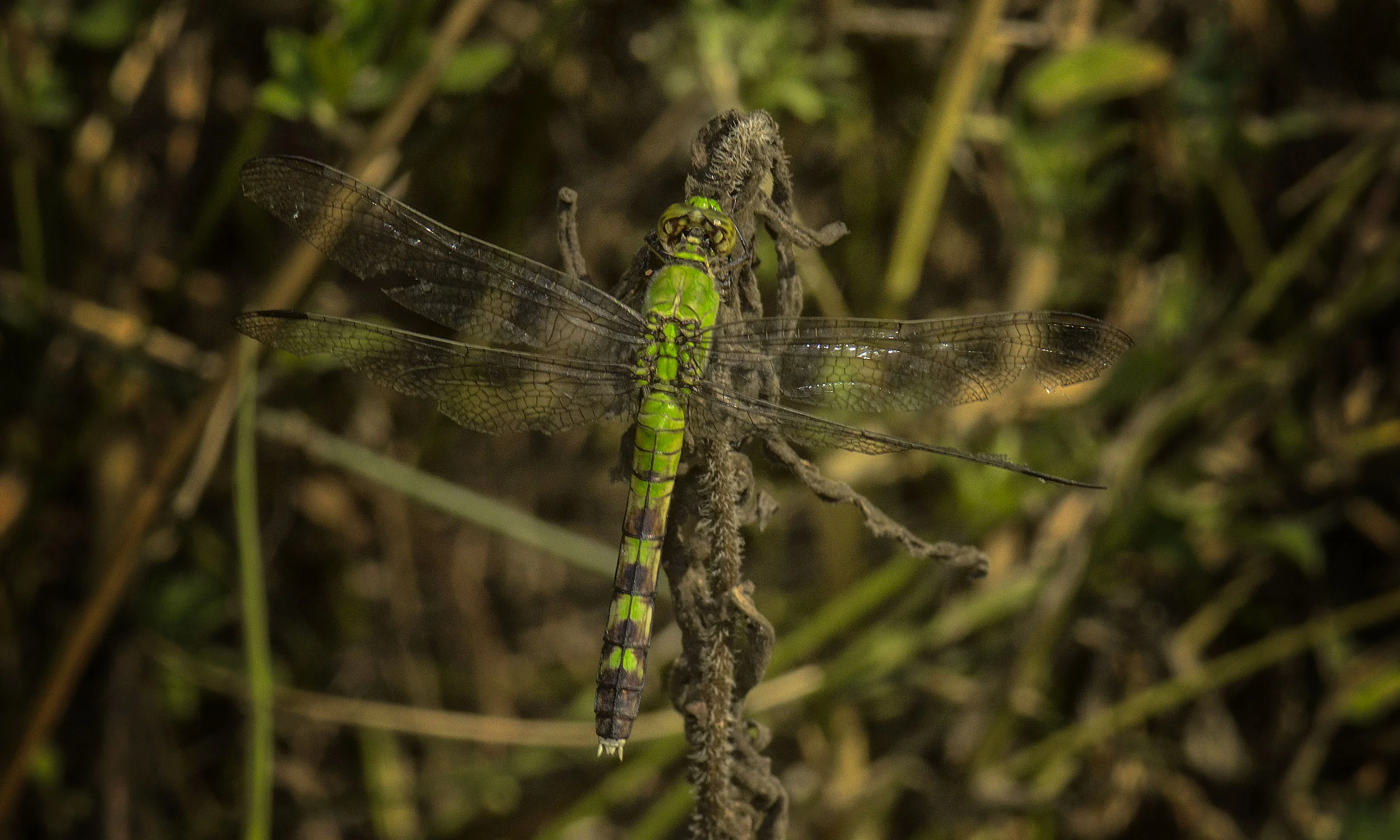 Dragon_063.jpg