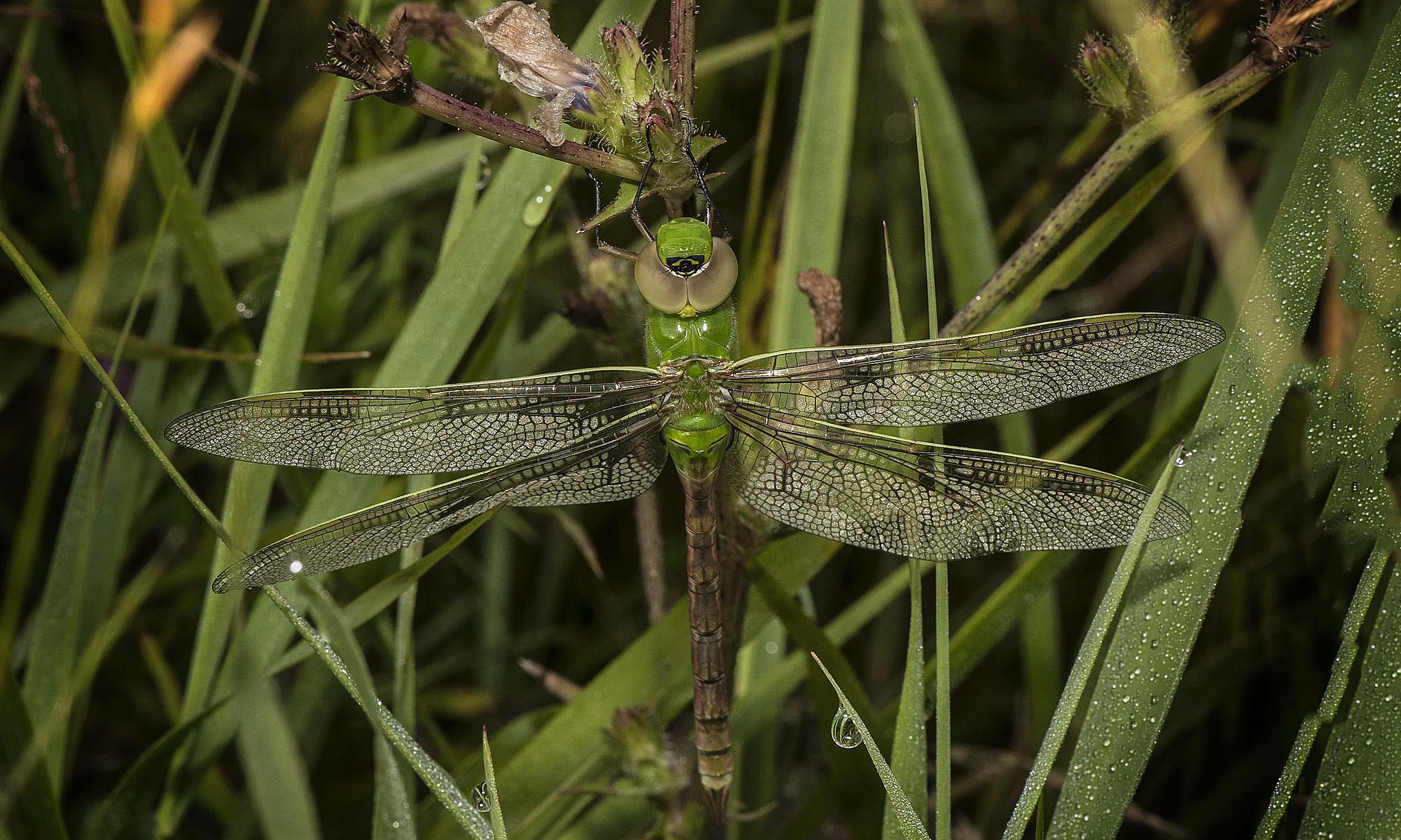 DragonDSC_8880.jpg
