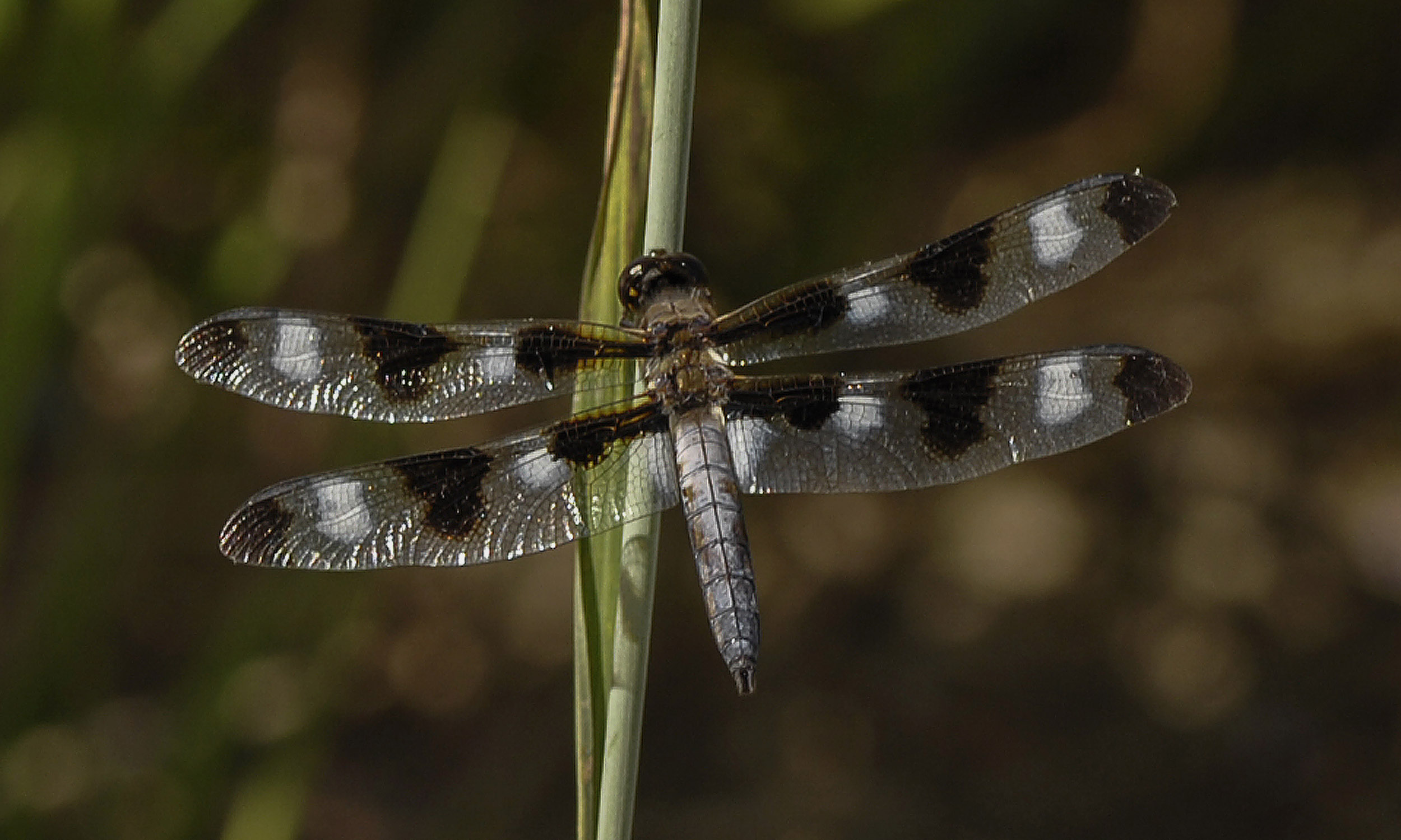 Twelve-spotted Skimmer.jpg