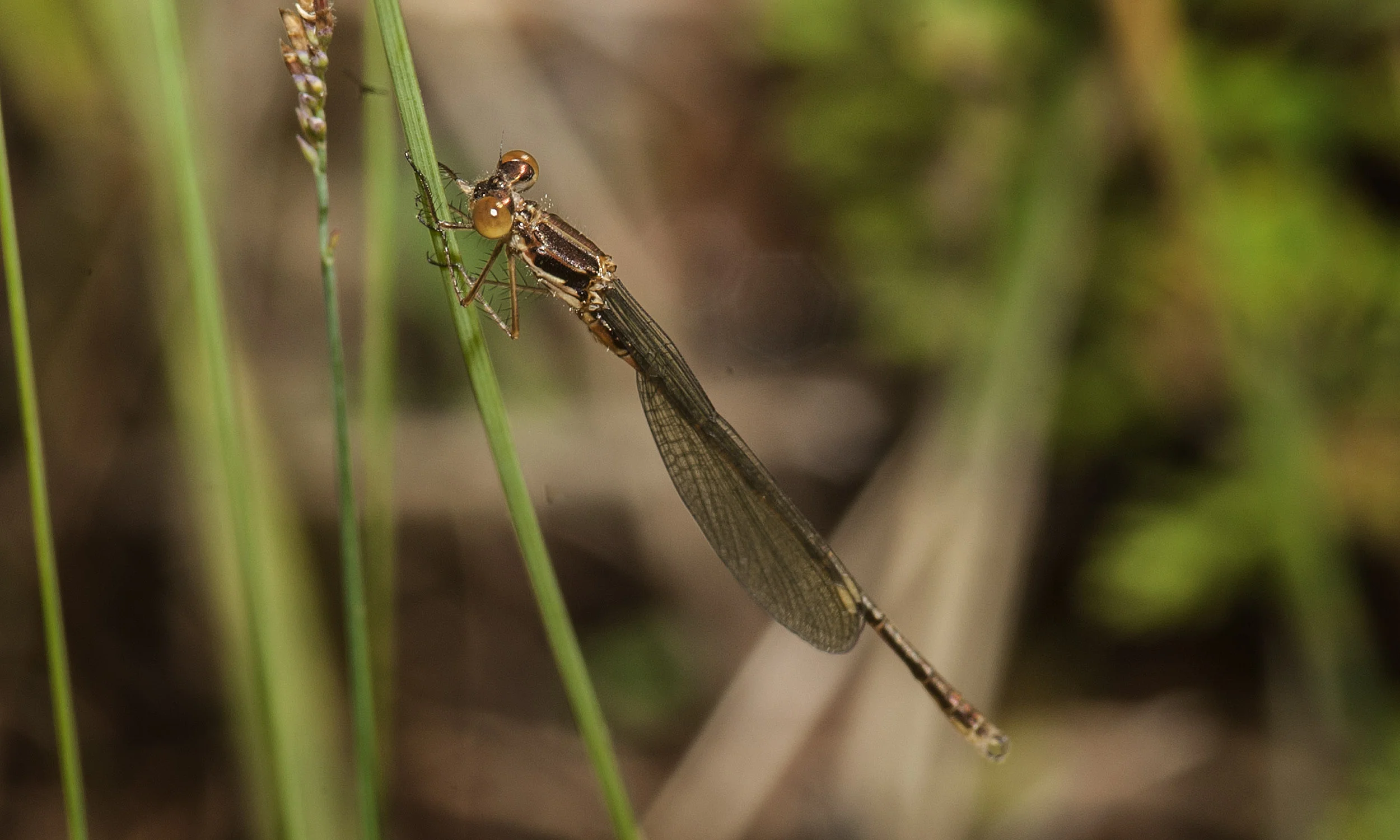 _DSC9788.jpg