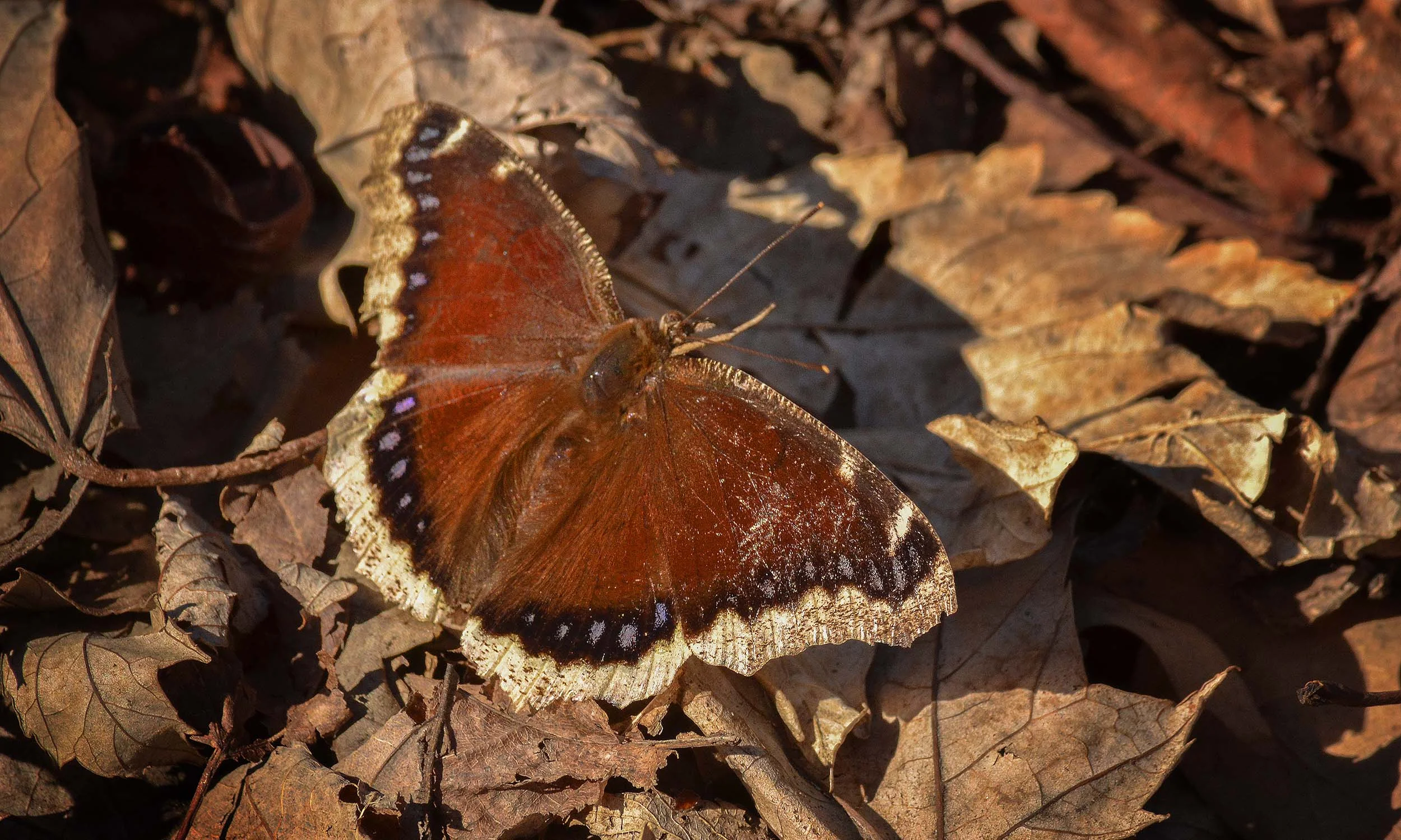 Butterfly-xx.jpg