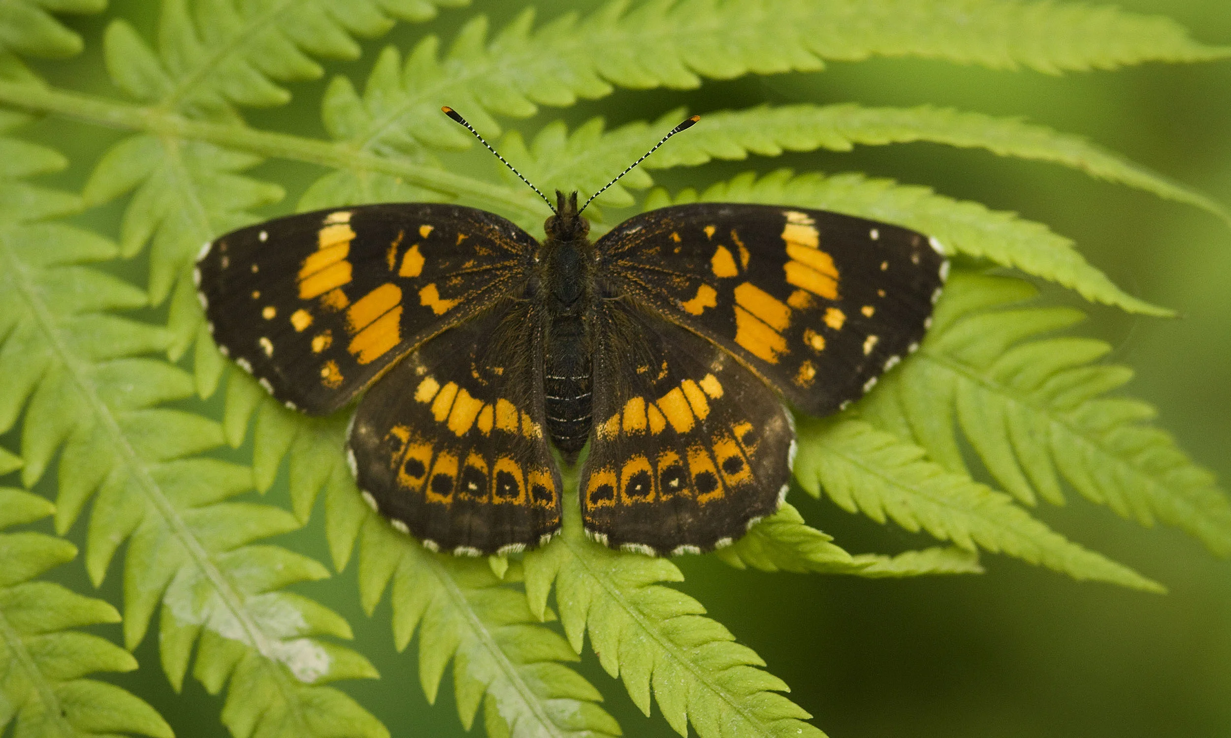 Butterfly-x.jpg