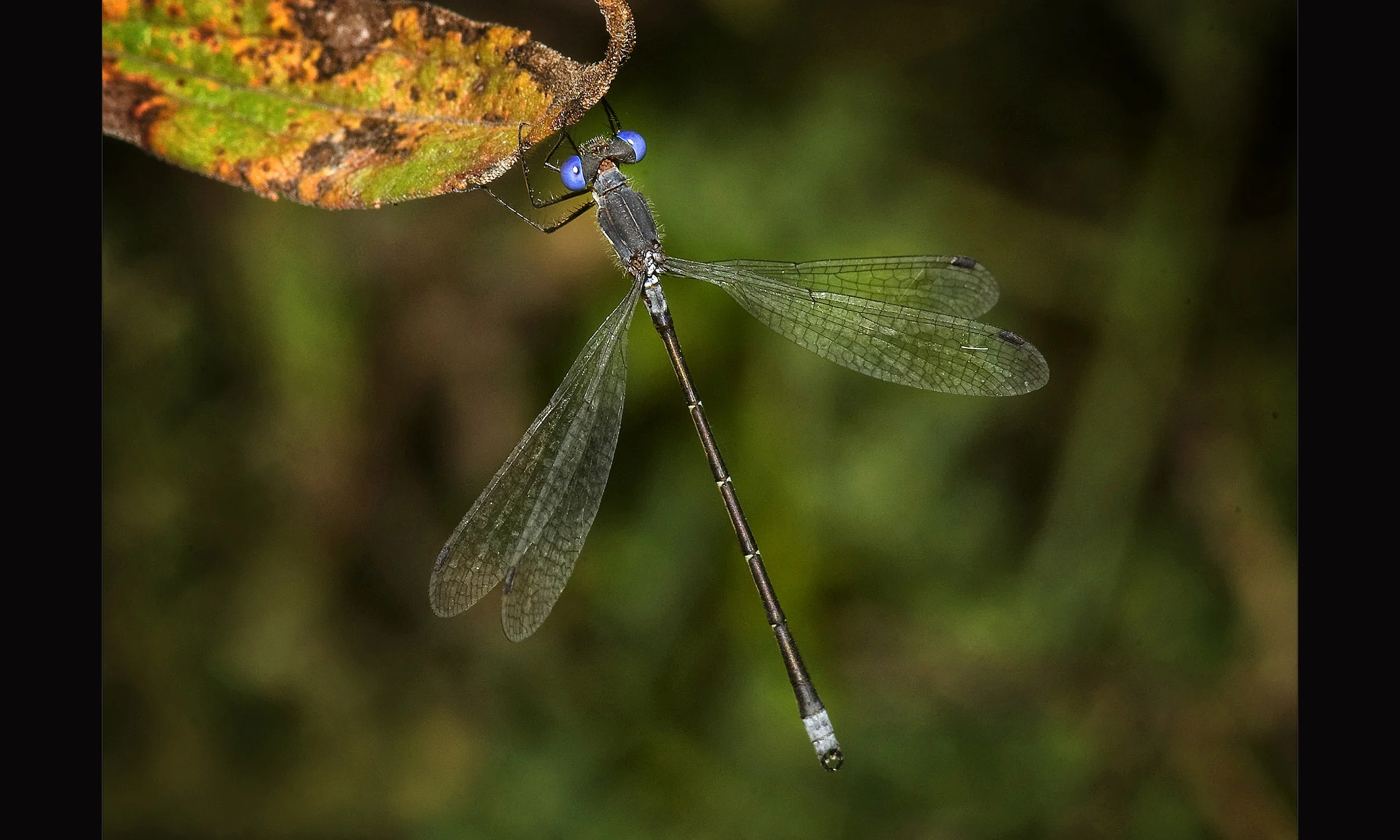 Bluett_1(cropped)(final).jpg