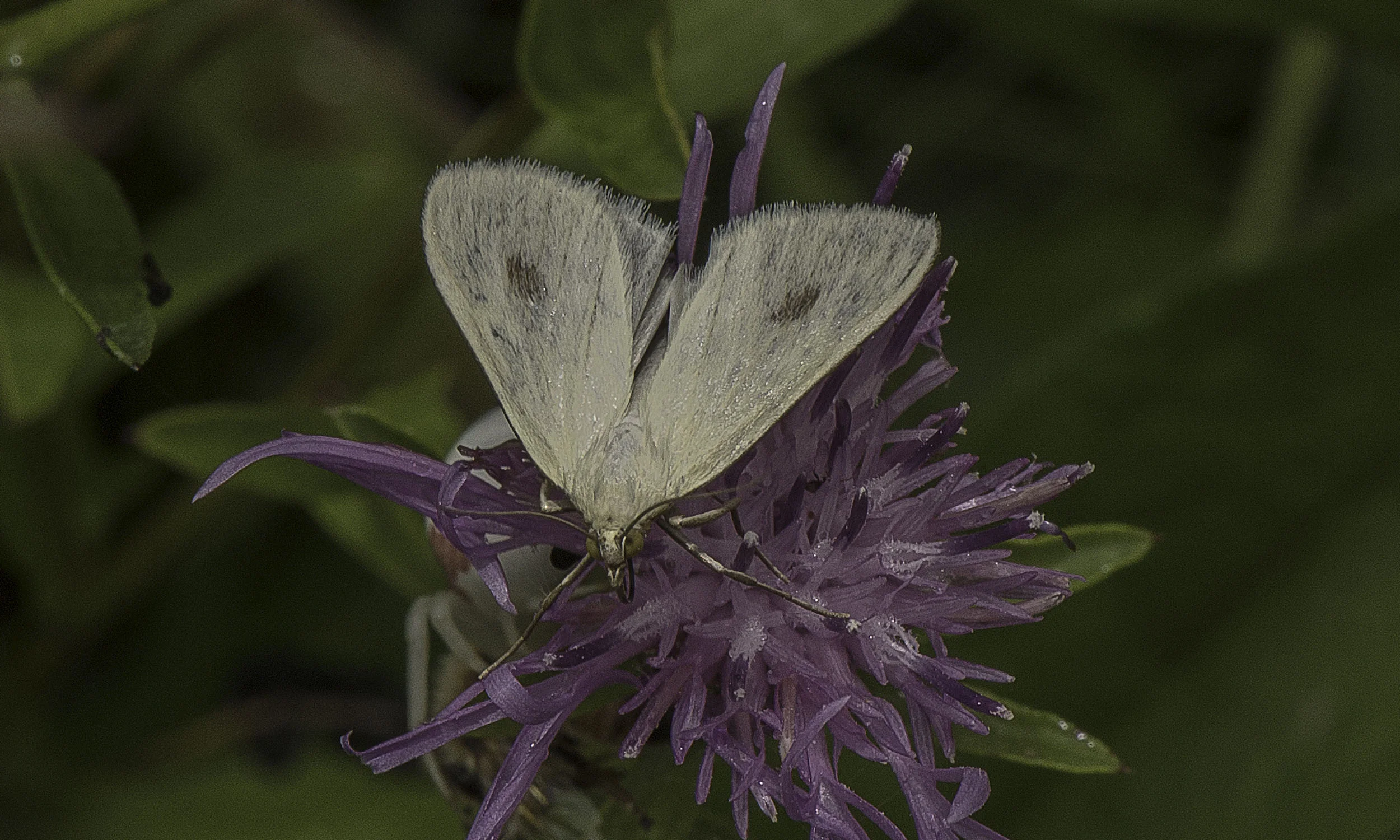 Moth.jpg