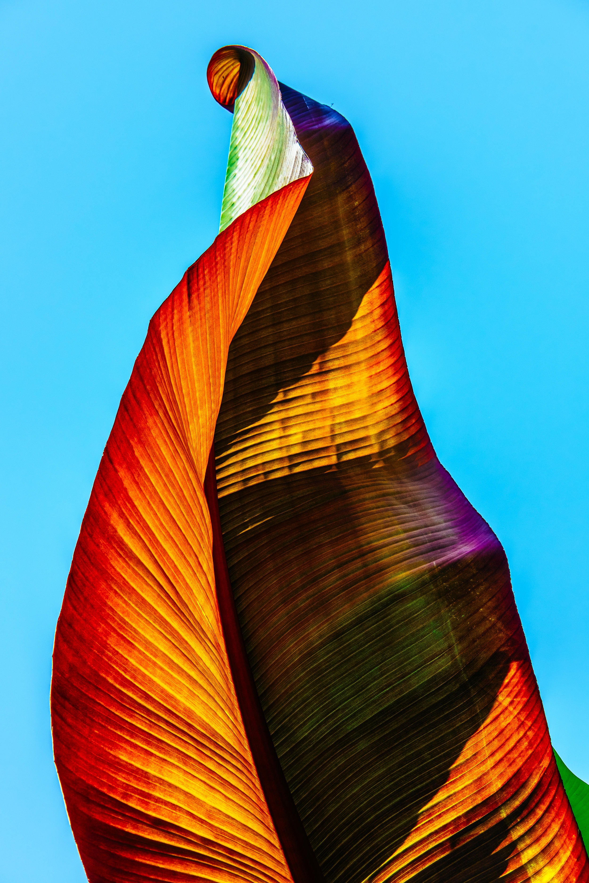 A underside of a leaf from a tropical plant taken against a clear British summer sky. - Cambridge Botanical Gardens.