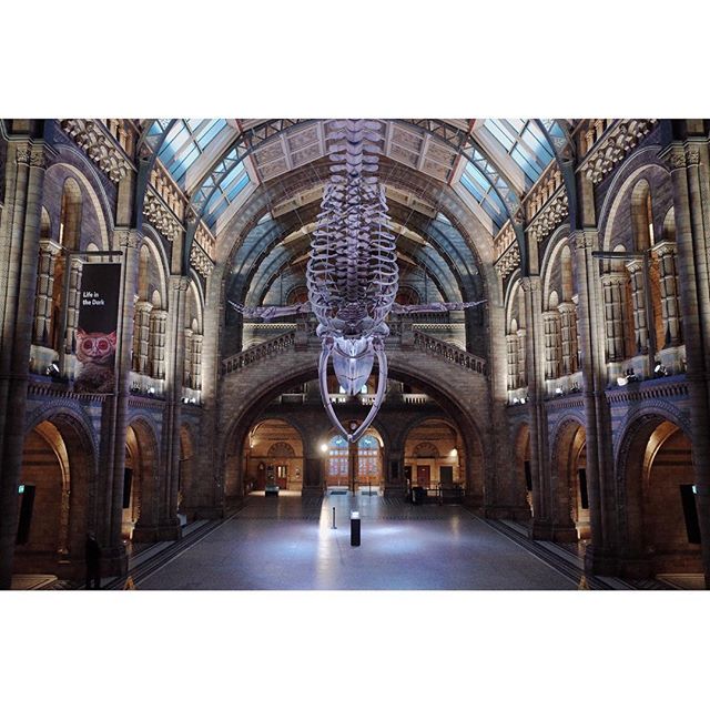 6am access is how you get this unadulterated and spectacular view of the natural history museum. #dop #filmshoot #arri #naturalhistorymuseum #setlife