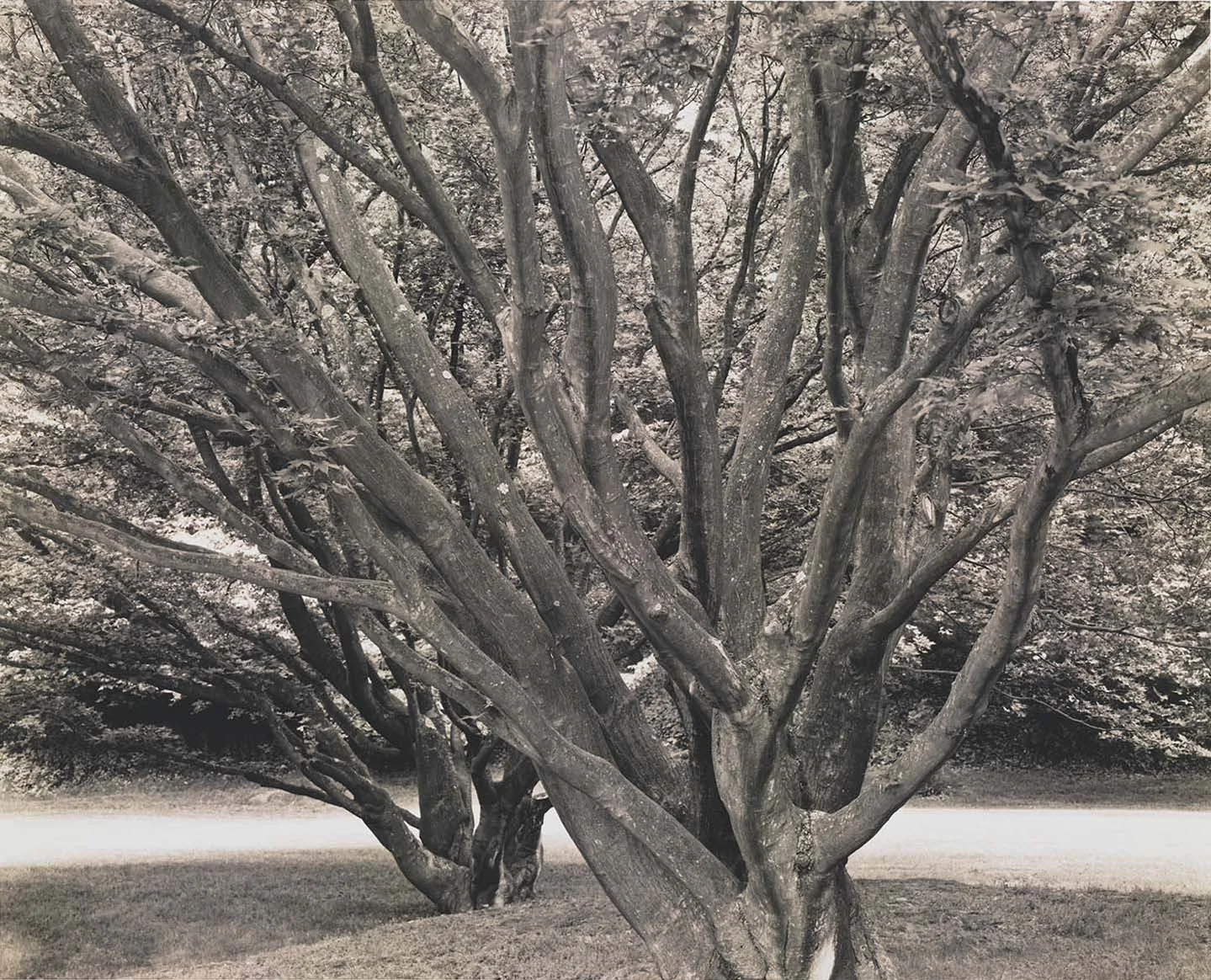 tracy-hoffman-two-maple-trees.jpg